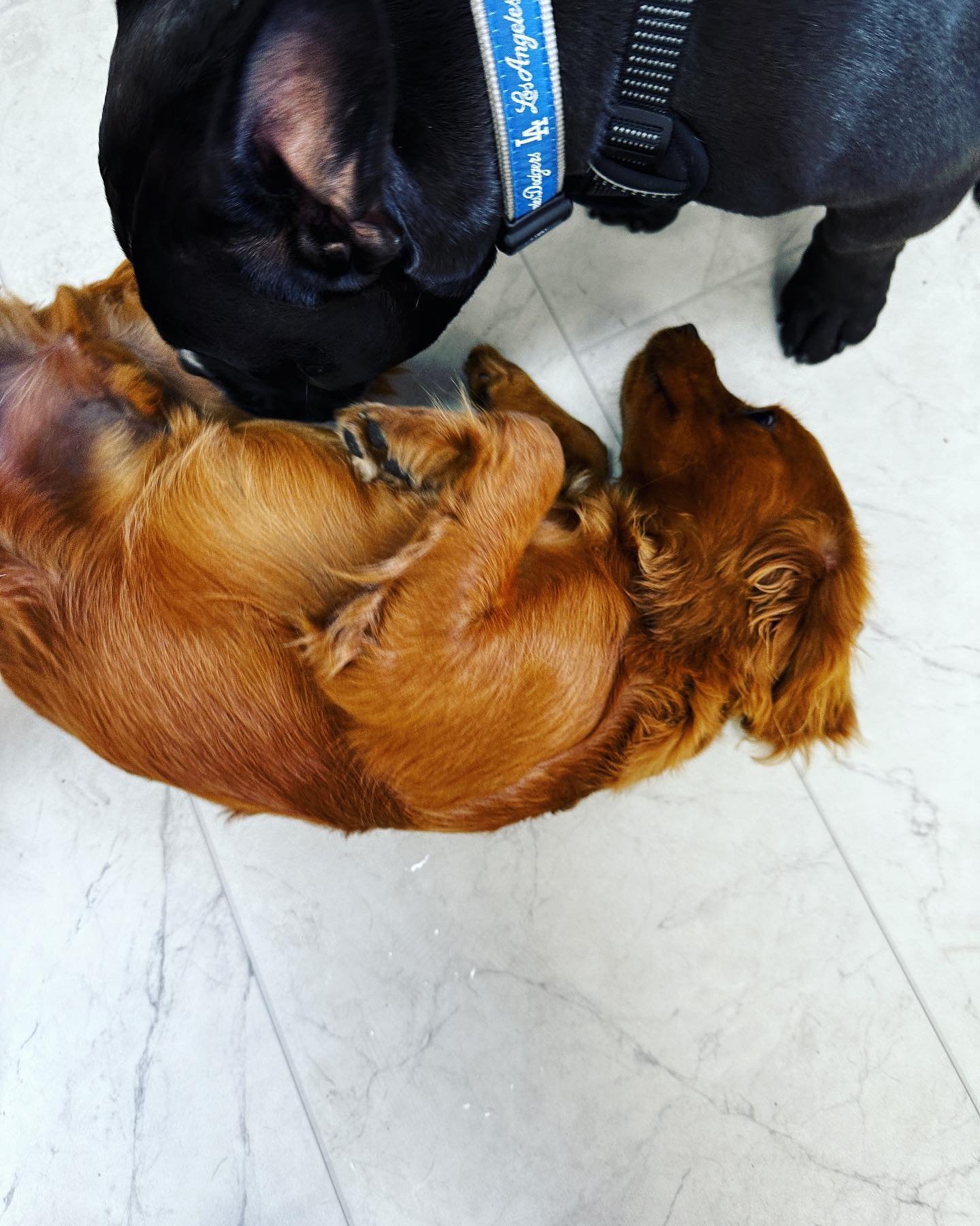 Full House at Daycare! We have Snoop, Moby, Leo, Okiver, Meatball, Tobi, Marley, Pepper, Momo, and last but not least Maggie! Coco is also here but he's being groomed up at our grooming salon!
#torrance #gardena #dog #doggiedaycare