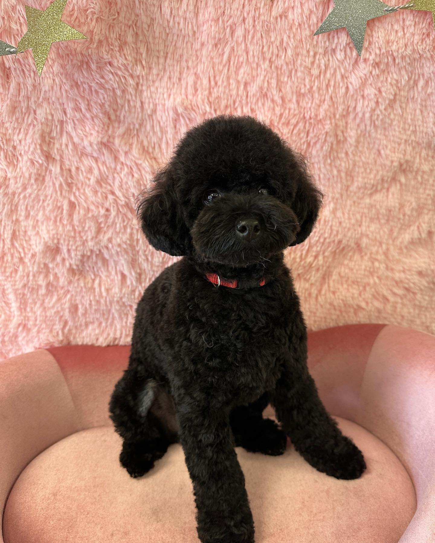 Nero, a fluffy ball of darkness! #dog #doggrooming #poodle #torrance #gardena