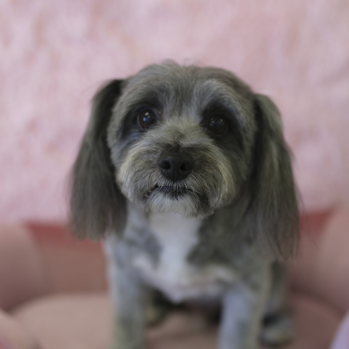 Yukke looking lovely as always! #doggrooming #doggroomer #torrance #gardena