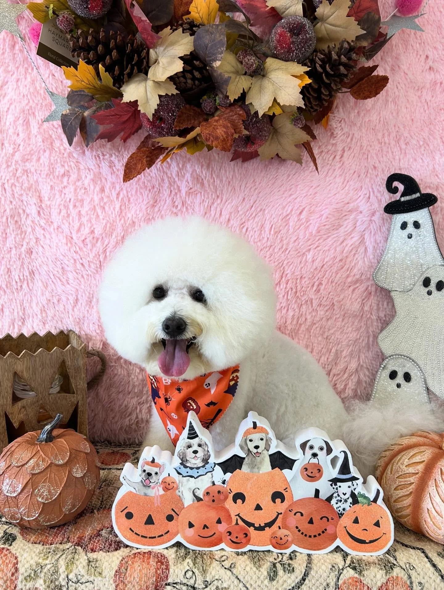 ✨Round, white, perfect! Mando has Bichon perfection unlocked 💖

#FluffyHead #Bichon #Fluffball #DogGlowUp #TorranceGroomer #LAGroomer