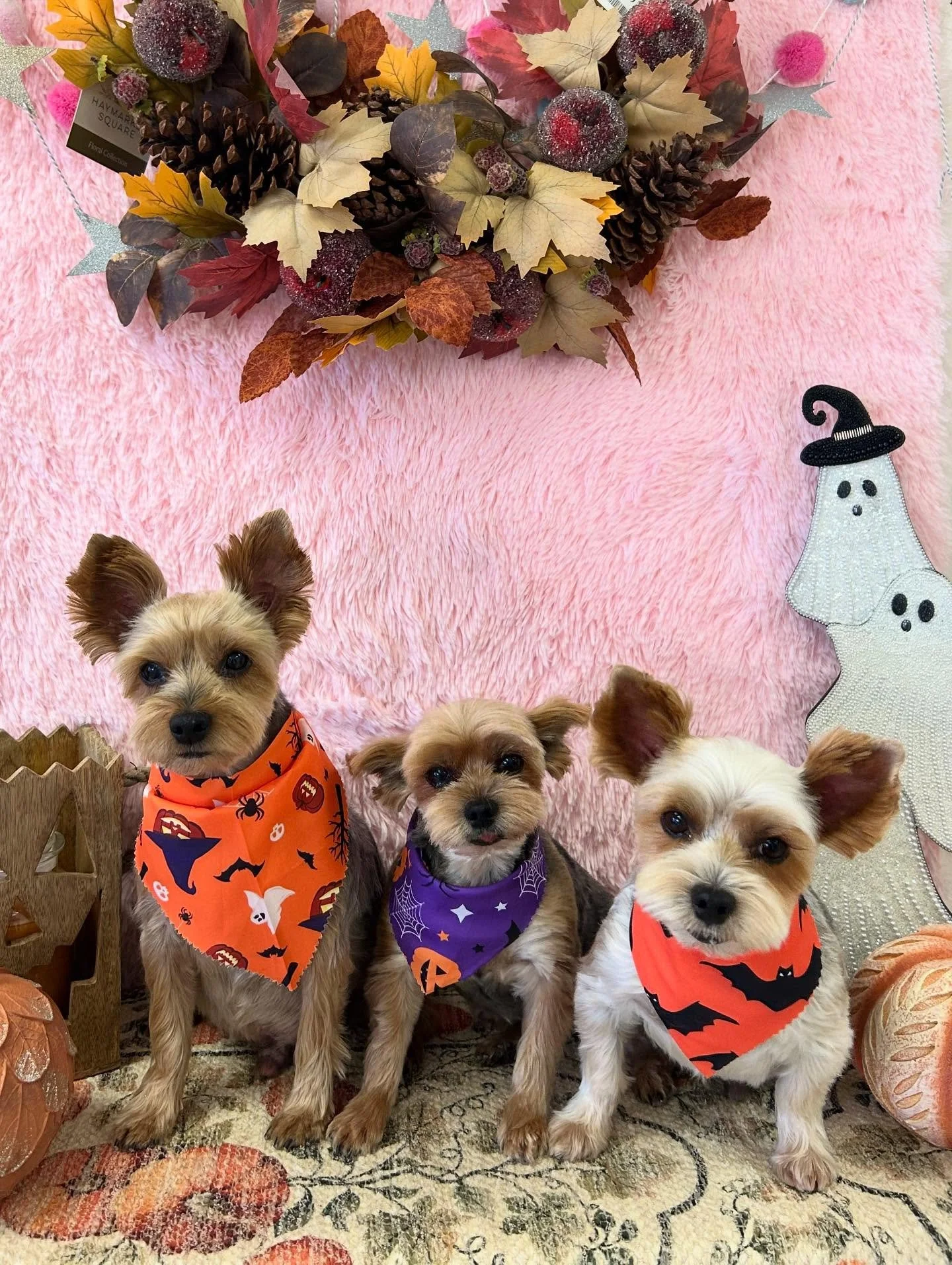 🎬Three Yorkies, one stage👀 They&rsquo;re serving full runway energy today💙Cutest little crew ever 🐾

#YorkieLove #YorkieTriplets #DogGlowUp #YorkieVibes #TorranceGroomer #LAGroomer
