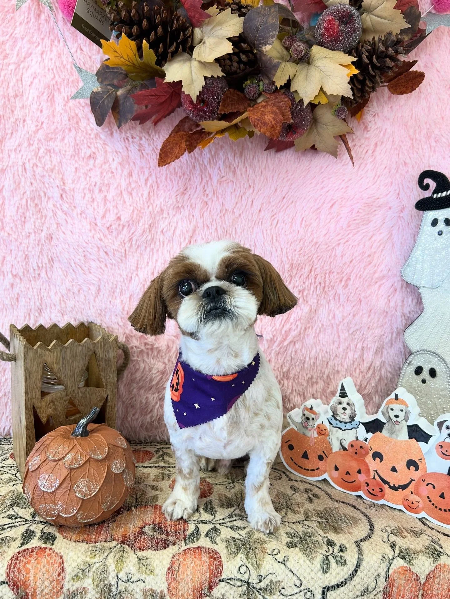 🐾✨Cuteness overloaded! Alfie the Shih Tzu is melting hearts💖one blink at a time 👀

#ShihTzuLove #CuteDog #CutePup #DogGlowUp #TorranceGroomer #LAGroomer