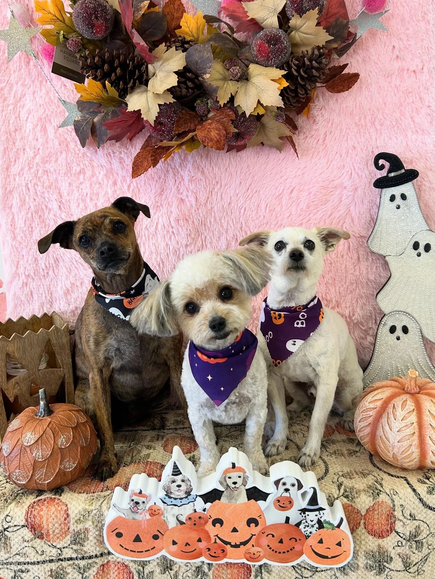 🐾👀Three besties, Zohan.Yoni.Mika brining all the cuteness🎃We don&rsquo;t roll solo we come in threes 🤣💕

#CutePup #TrioVibes #DogGlowUp #TooCuteToHandle #TorranceGroomer #LAGroomer