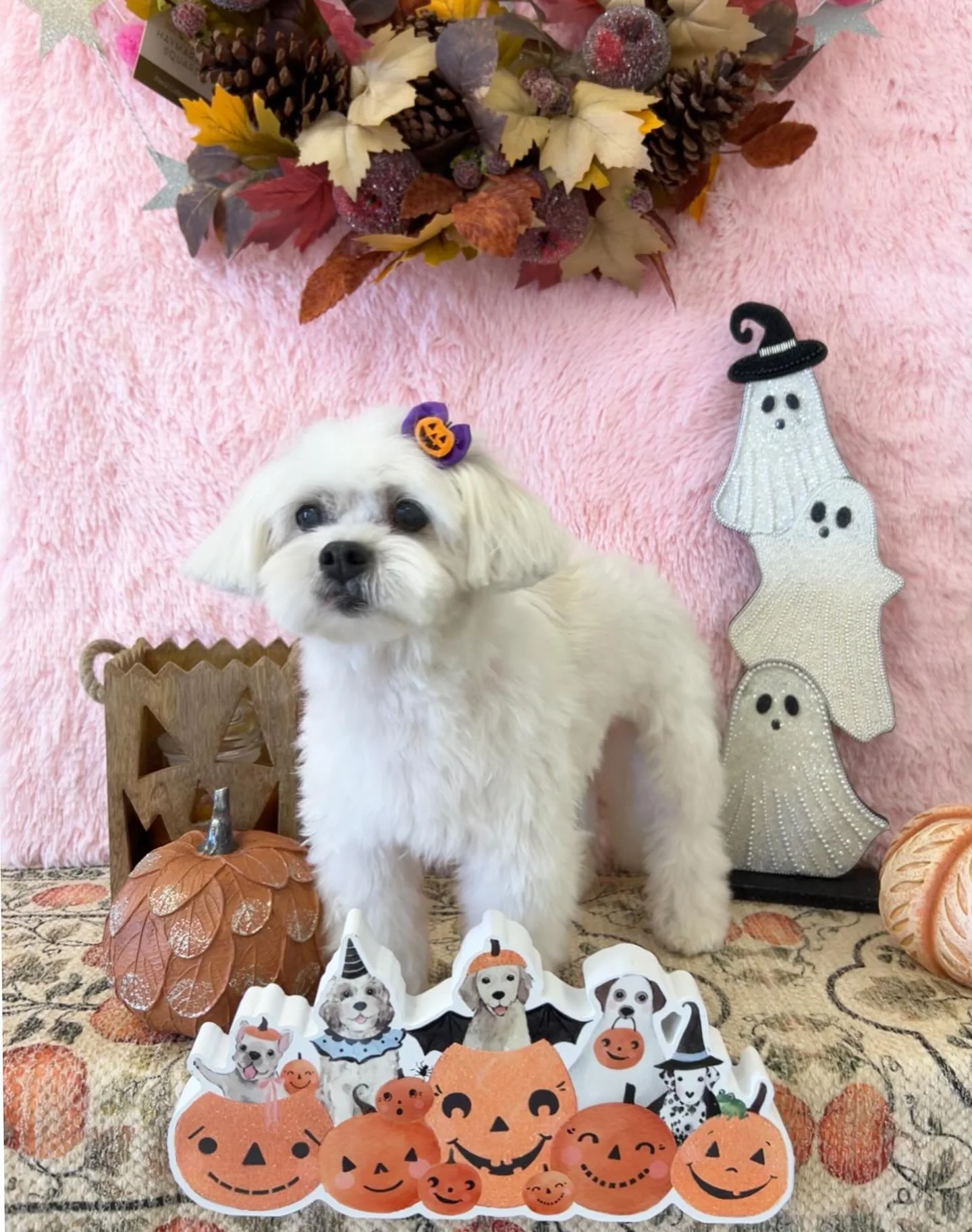 🎀All over fluffed up Peanut looks so cute after her grooming session✨👻 She is one cutie pie and full of love🐾

#CuteDog #FluffyDog #HappyPup #TorranceGroomer #LAGroomer