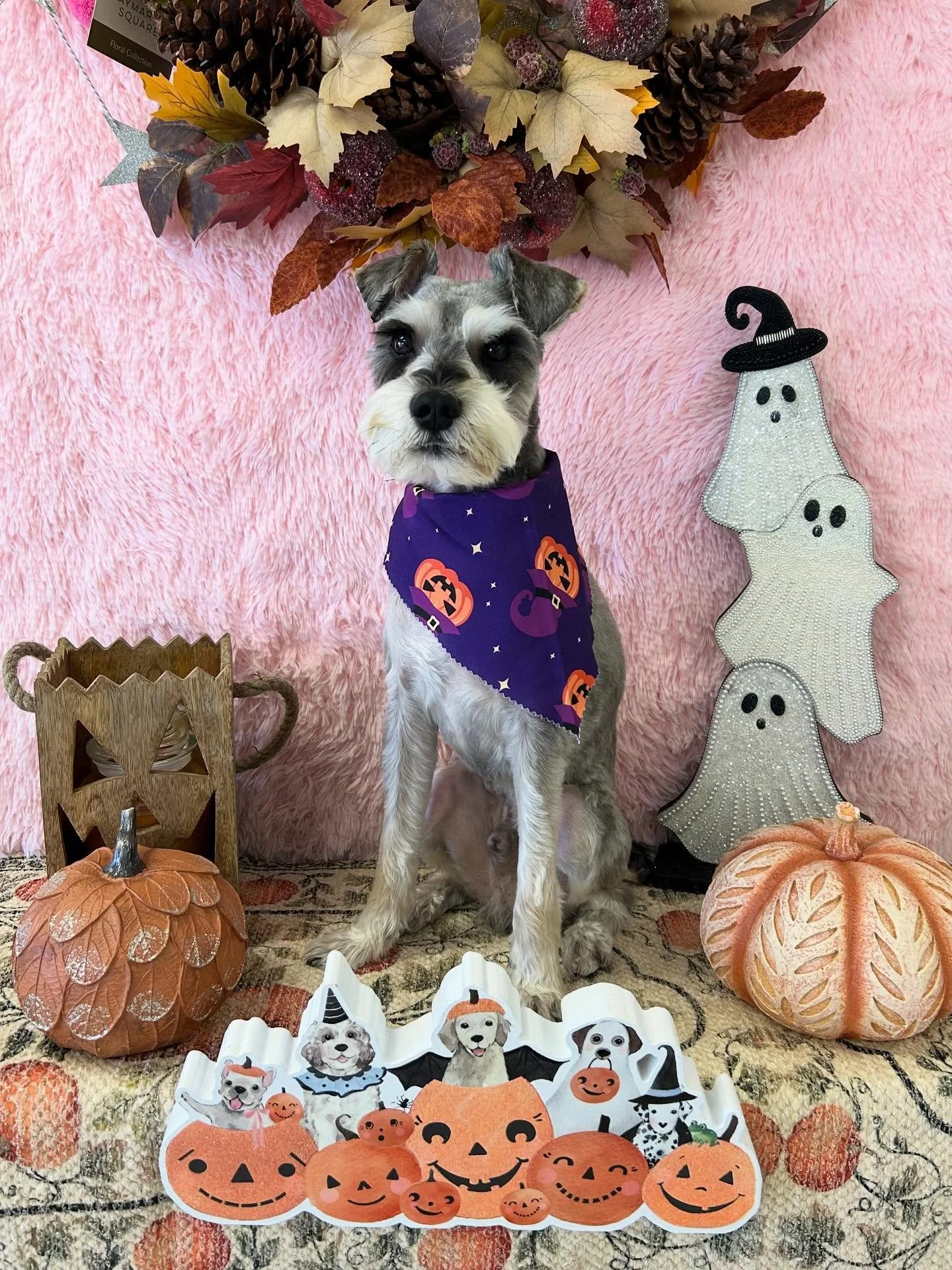 👑King the Schnauzer&rsquo;s eyebrows and beard says it all! Schnauzer charm on full display 🐾👻

#Schnauzer # HappyPup #TorranceGroomer #LAGroomer