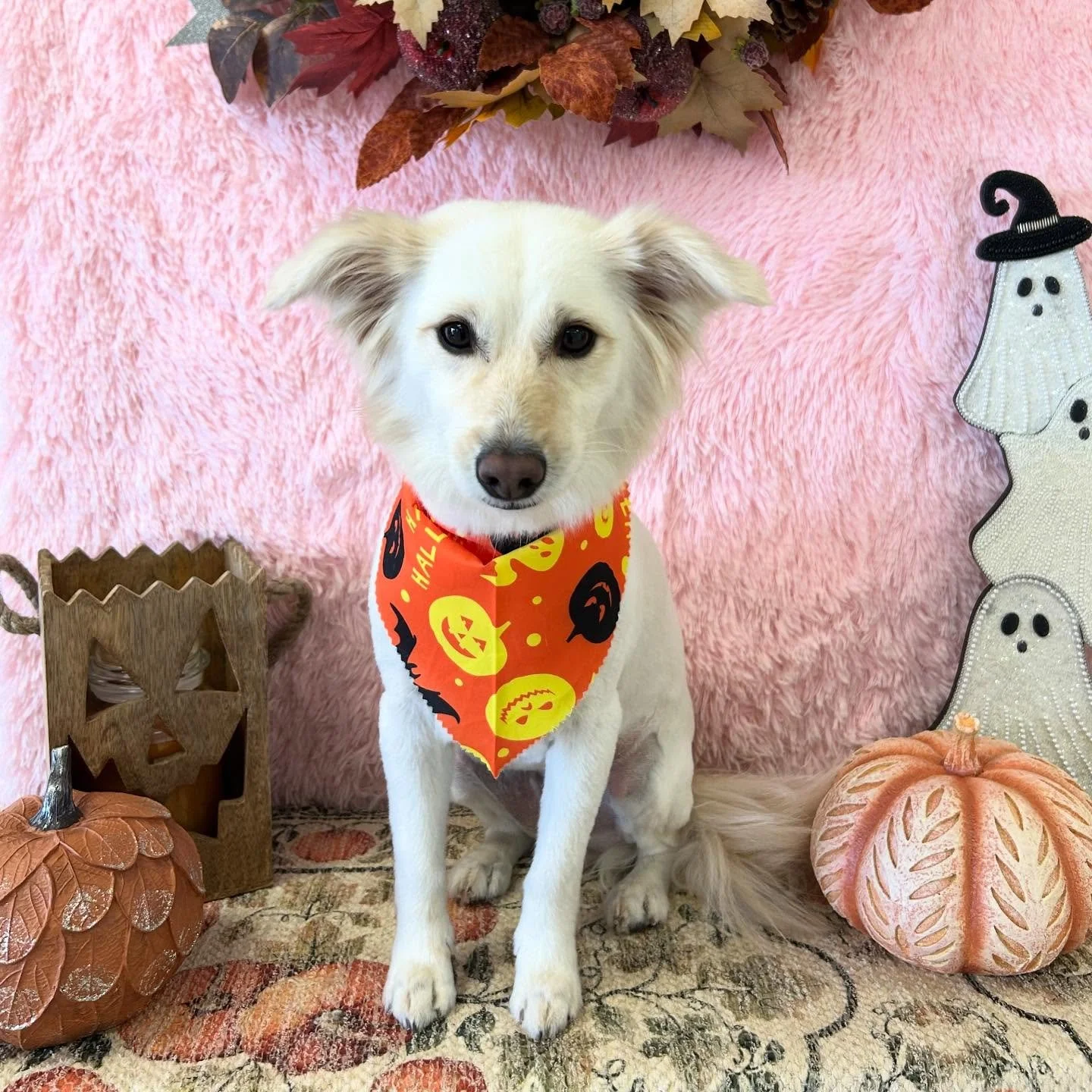 ✨💎Pure white coat, gentle eyes, and the confidence of a queen! Puff is stylish pup after her grooming session 🐾🥰

#AustralianCattleMix #CuteDog #WhiteFluffLove #Boo #TorranceGroomer #LAGroomer