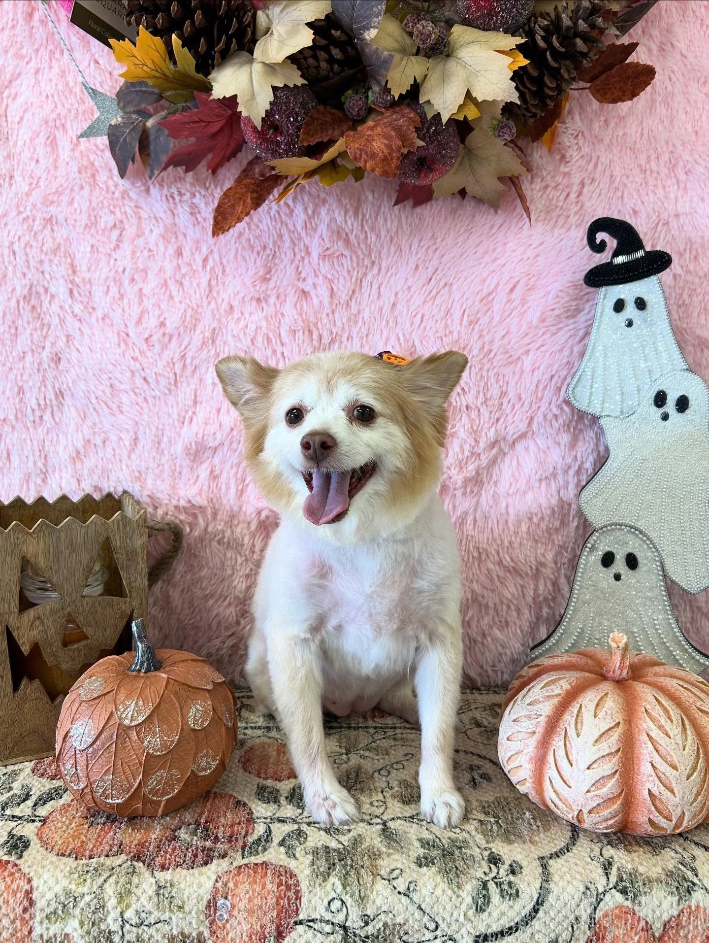 👻Boo! Look at Zati looking beautiful after her grooming session! 💖She is so sweet we are in love with her 🥰

#PomMix #pomeranian #HappyPup #TorranceGroomer #LAGroomer