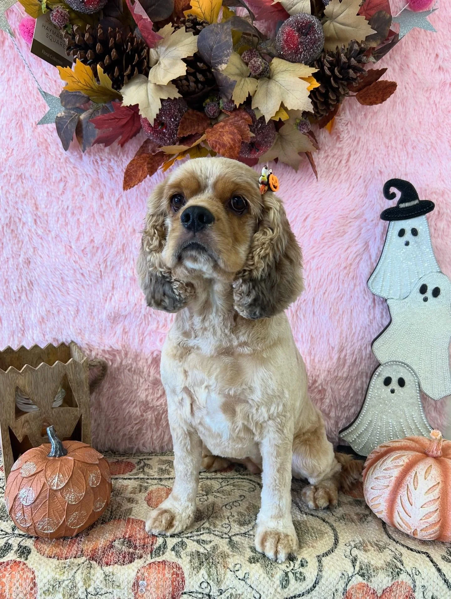 🎀✨ Precious by name, precious by nature! Precious the Cocker Spaniel is pure sweetness !🐾💖

#CockerSpaniel #DogGlowUp #CockerMood #TorranceGroomer #LAGroomer