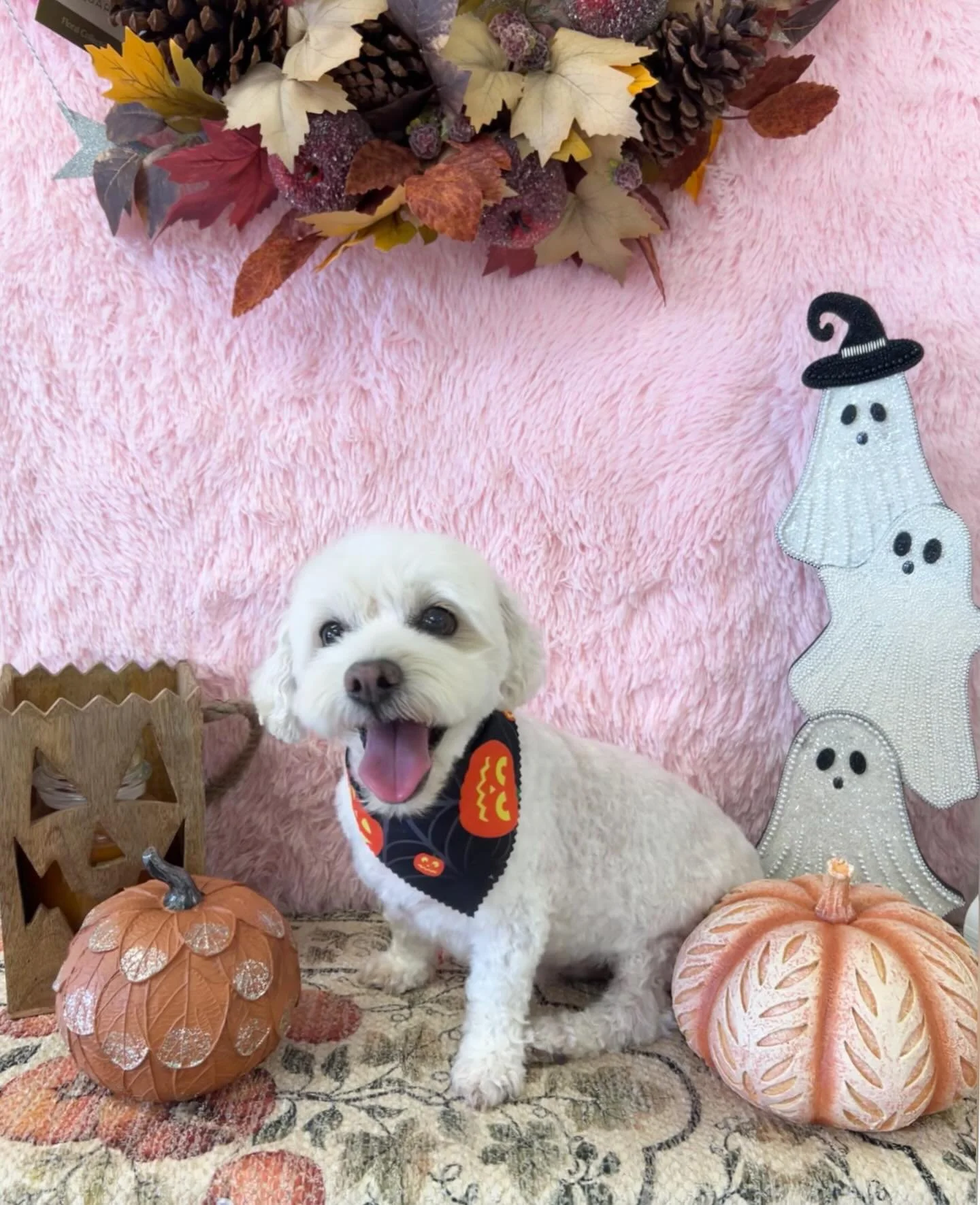 👑King the sweet, love fluff ball is taking over everyone&rsquo;s hearts today💕 

#CuteDog #SweetDog #CutePup #STYLISHPup #TorranceGroomer #LAGroomer