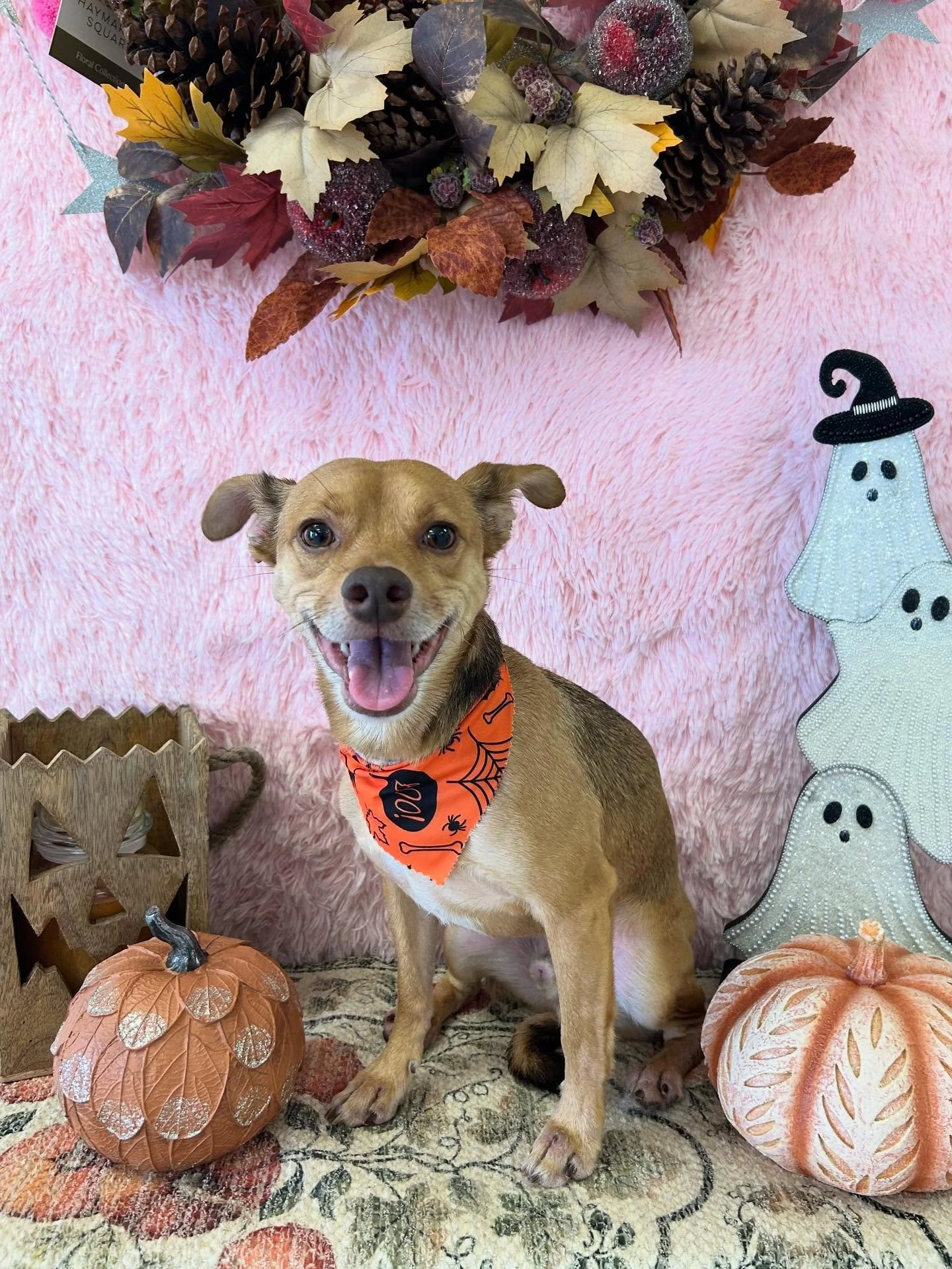 🐕✨Nothing beats that post bath glow 🛁🫧Clean, fresh and full of smiles ✨That&rsquo;s our Nugget🥰

#HappyBathTime #FreshPup #CutePup #DogSpaDay #TorranceGroomer #LAGroomer