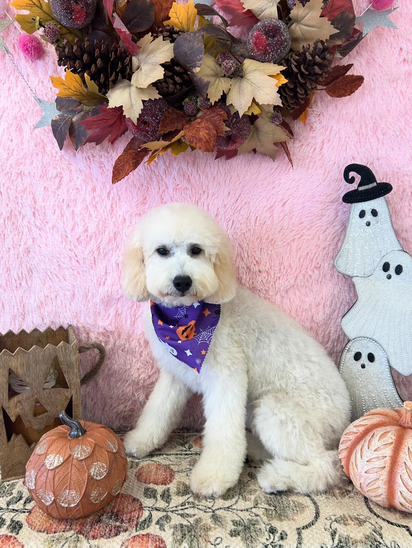 🫧Fluffy perfection! Coco the mini Golden Doodle looking fresh and full of charm 🐾✨

#FluffyPup #Fluffy #Mini #GoldenDoodle #CutePup #TorranceGroomer #LAGroomer
