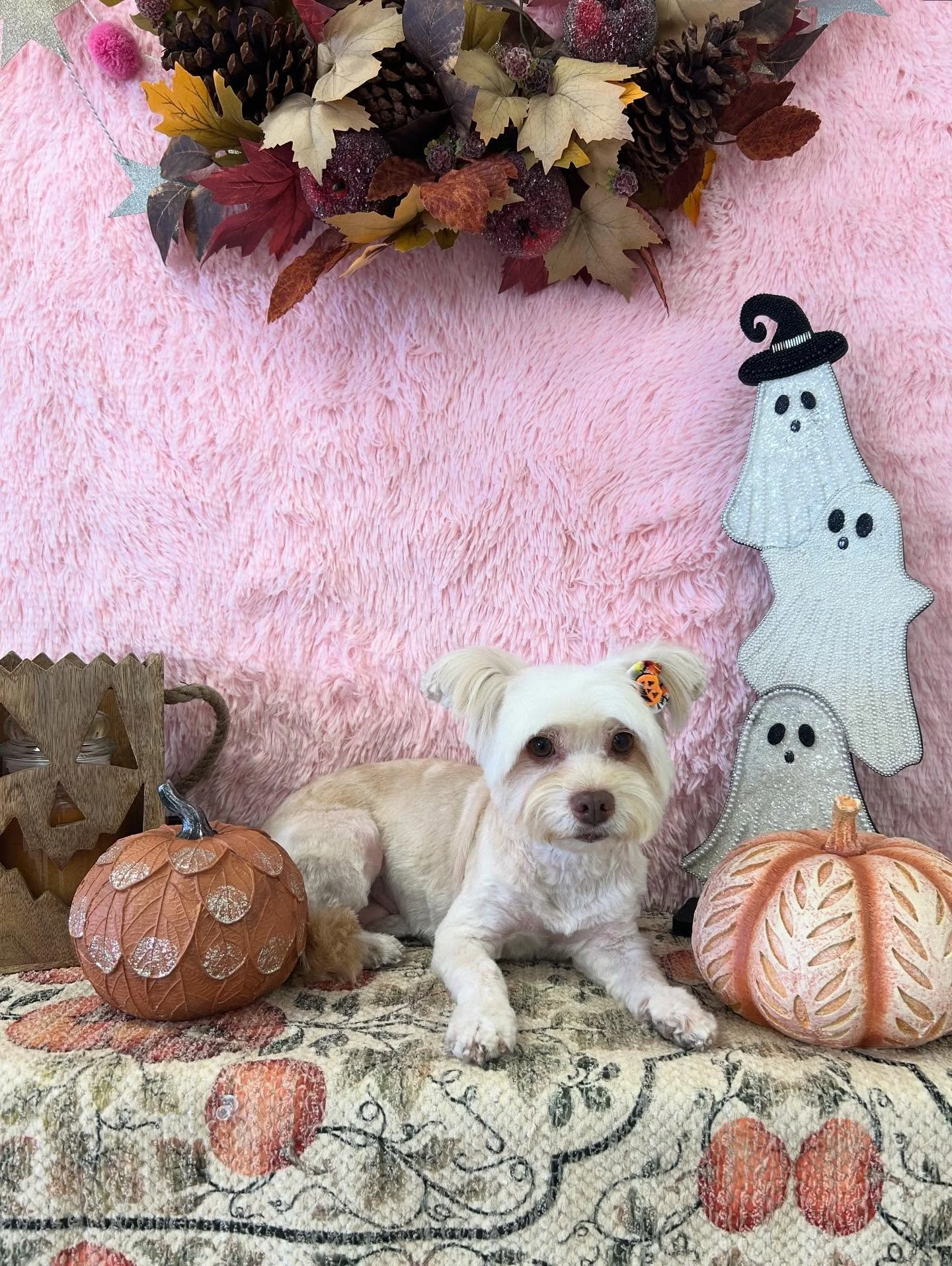 🎀Fresh Groom, flawless look! Chanel&rsquo;s got that runway ready style and fluff ✨🥰

#Morkie #CutePup #HappyPup #TorranceGroomer #LAGroomer