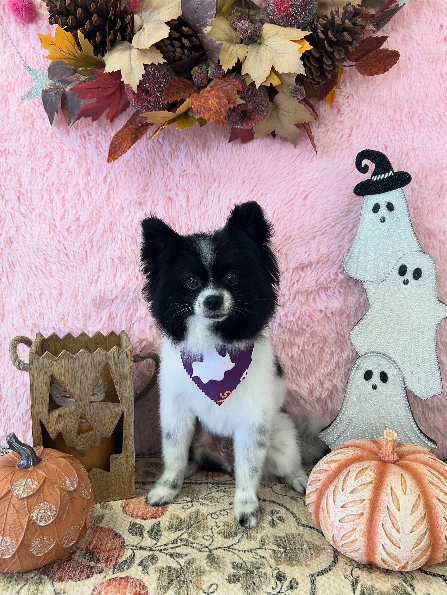 🐾✨Handsome little Noah showing off his fresh Pomeranian style 💕

#PomPower #TorranceGroomer #LAGroomer