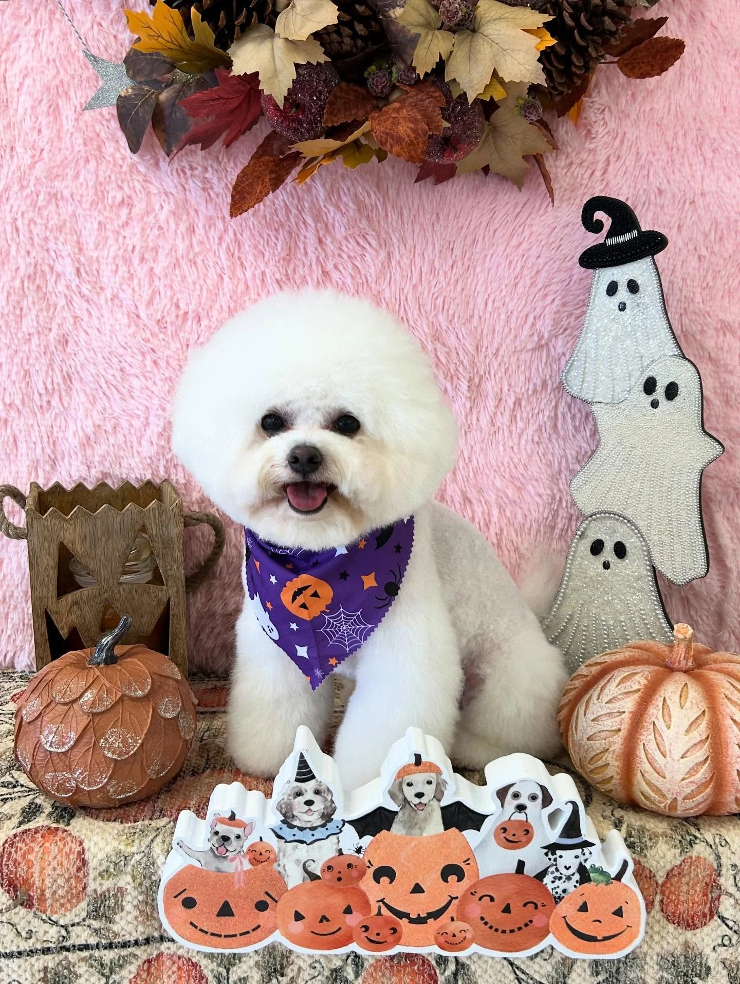 ✨☁️Somi,our fluffy little cloud 🍦Soft, sweet and stylish! Somi’s glow up is everything 💕
#Bichon #CutePup #Fluffy #PrettyDog #TorranceGroomer #LAGroomer