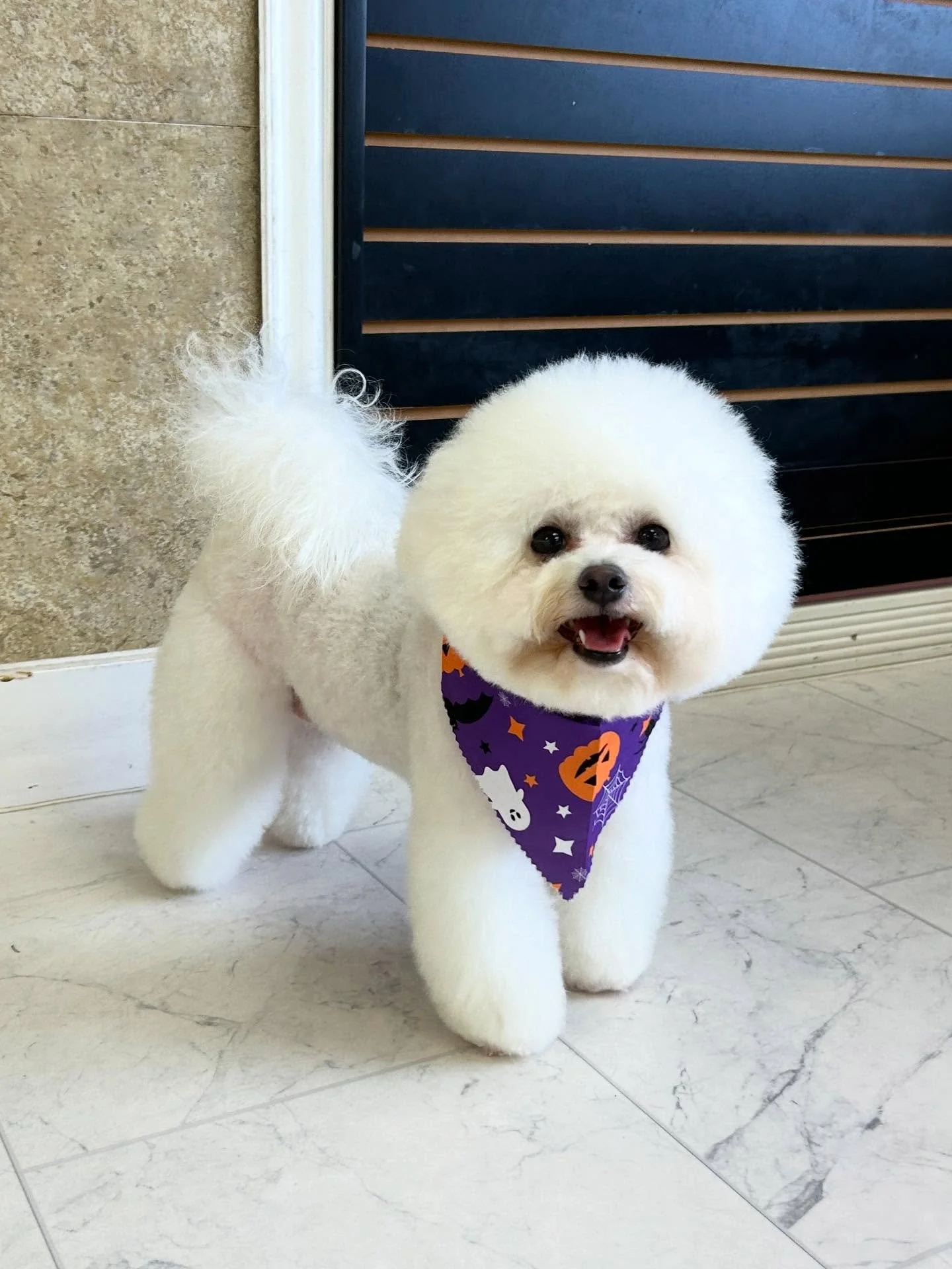 🎀Our little angel Somi 😇Soft as a cloud and twice as sweet! She just melts heart everywhere she goes 💕🐾
#Bichon #CutePup #SweetPup #Fluffy #TorranceGroomer #LAGroomer