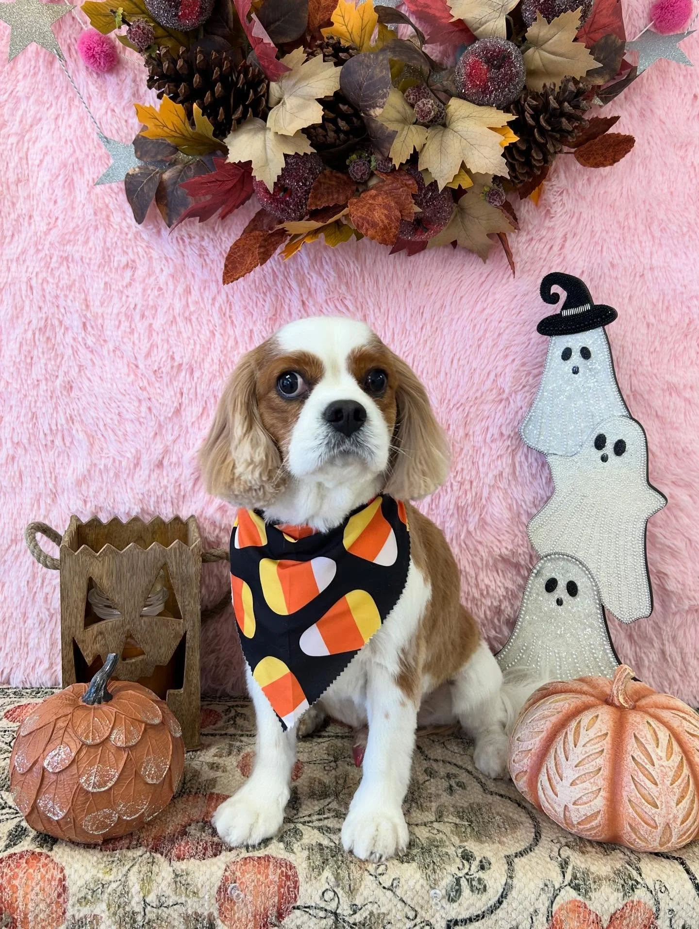 🐶🫶🏻Zorro’s giving us classic Cavalier cuteness with a touch of elegance ✨🎃 
#Cavalier #CavalierLove #HandsomePup #CutePup #TorranceGroomer #LAGroomer