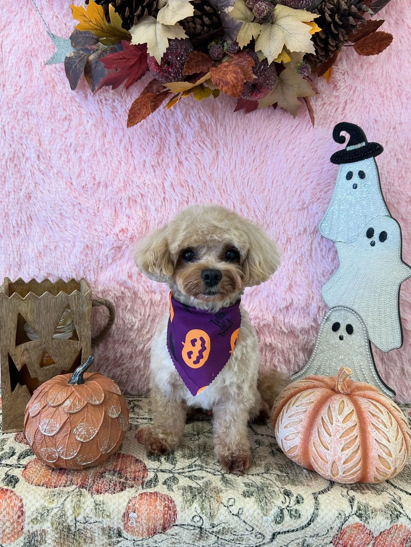 This little fluff ball Tofu is pure happiness in one groom ❤️✨ Too cute to be real 👻🐾
#BrownFluffBall #Maltipoo #CuteDog #CutePup #TorranceGroomer #LAGroomer