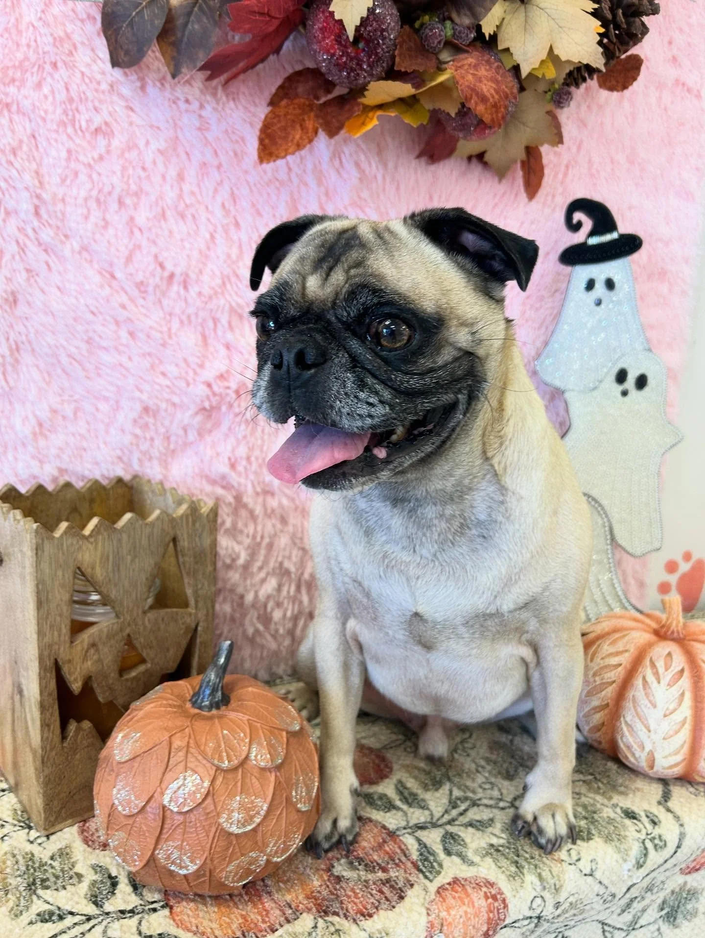 🐾✨Kayro the Pug is always on the go, always adorable 😊💙
#Pug #CutePug #PugLife #CuteDog #TorranceGroomer #LAGroomer