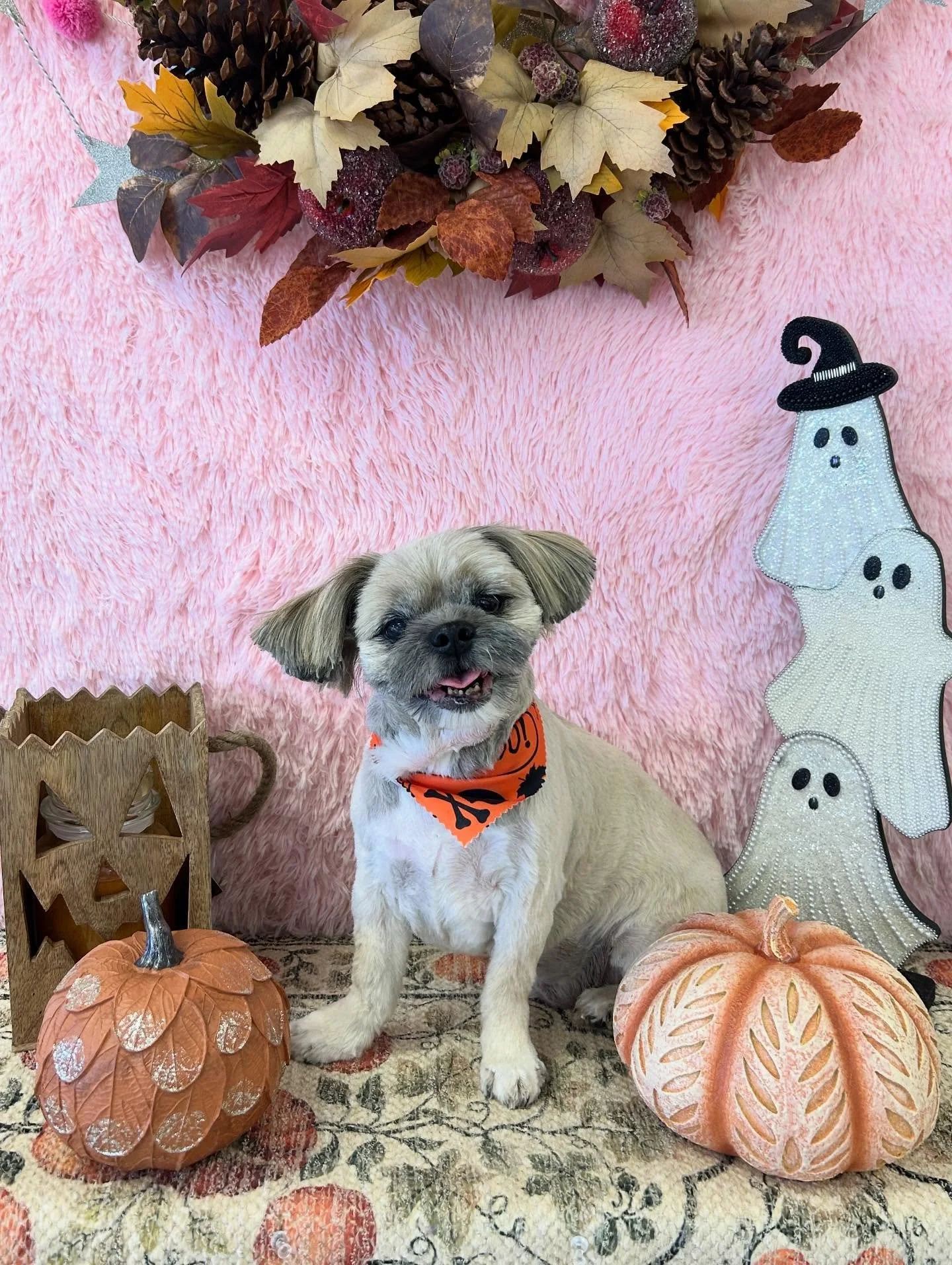 💙👀Vincent’s got places to be and cuteness to spread 😎🐾
#Pekingese #CuteDog #TorranceGroomer #LAGroomer
