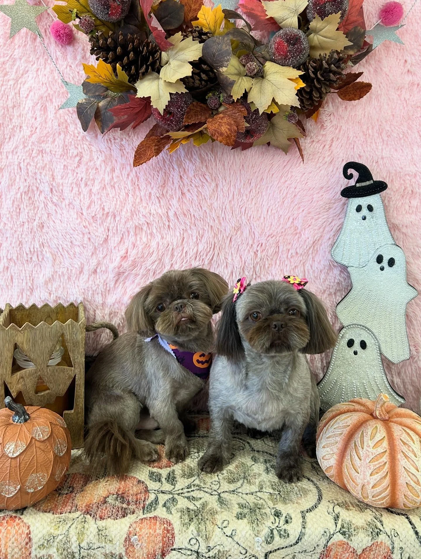 🐾👀Look at Ponyo and Gediz after grooming😍 Always fun to have these two cutie pies around 💕
#ShihTzu #CutePup #DoubleTrouble #BrownShihTzu #TorranceGroomer #LAGroomer