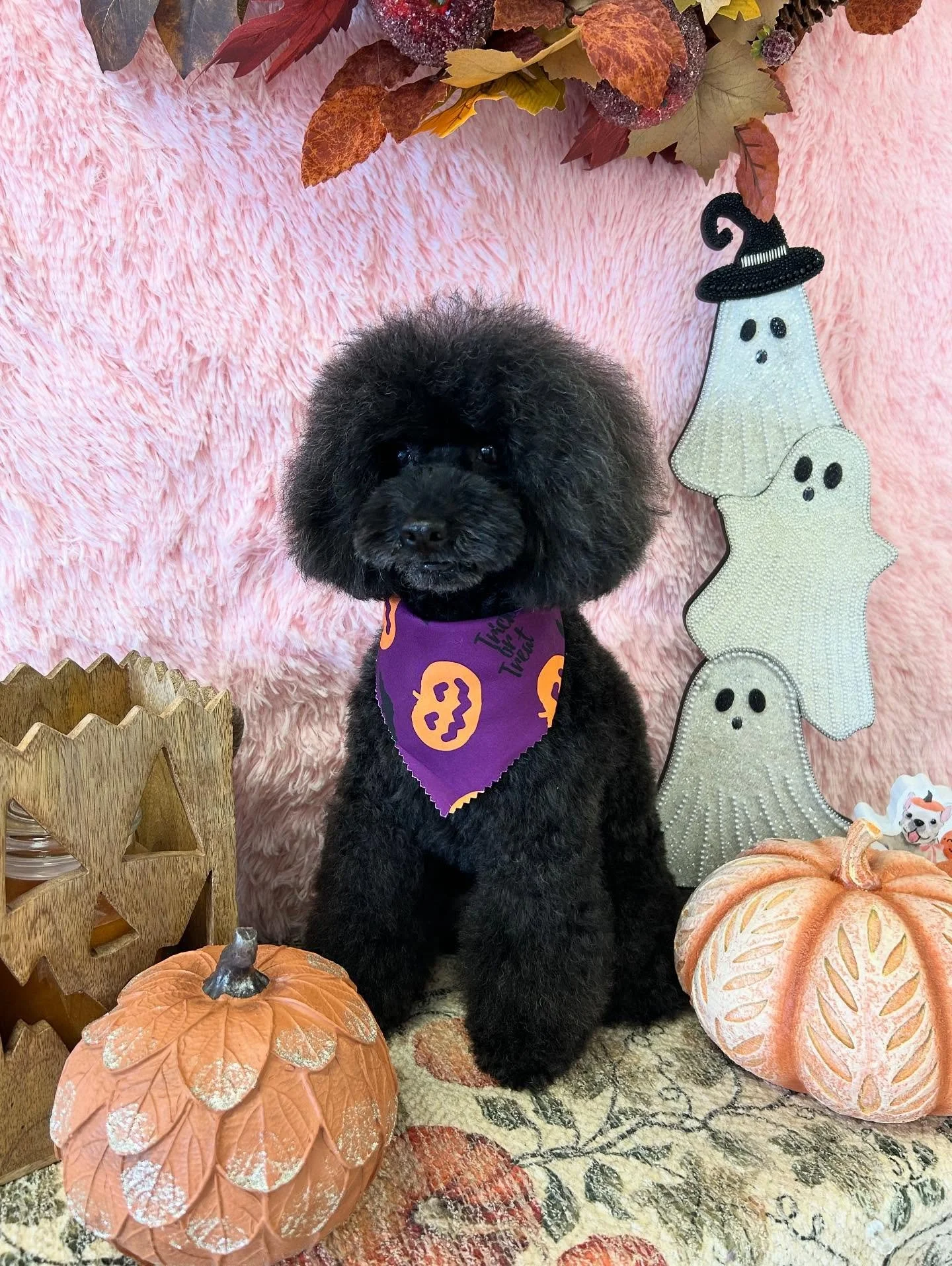 👻Maximum fluff mode ON! ☁️ 🐾 Genmai is so fluffy and cute after today’s grooming session 🥰 
#Fluffy #Poodle #PoodleLove #TorranceGroomer #LAGroomer