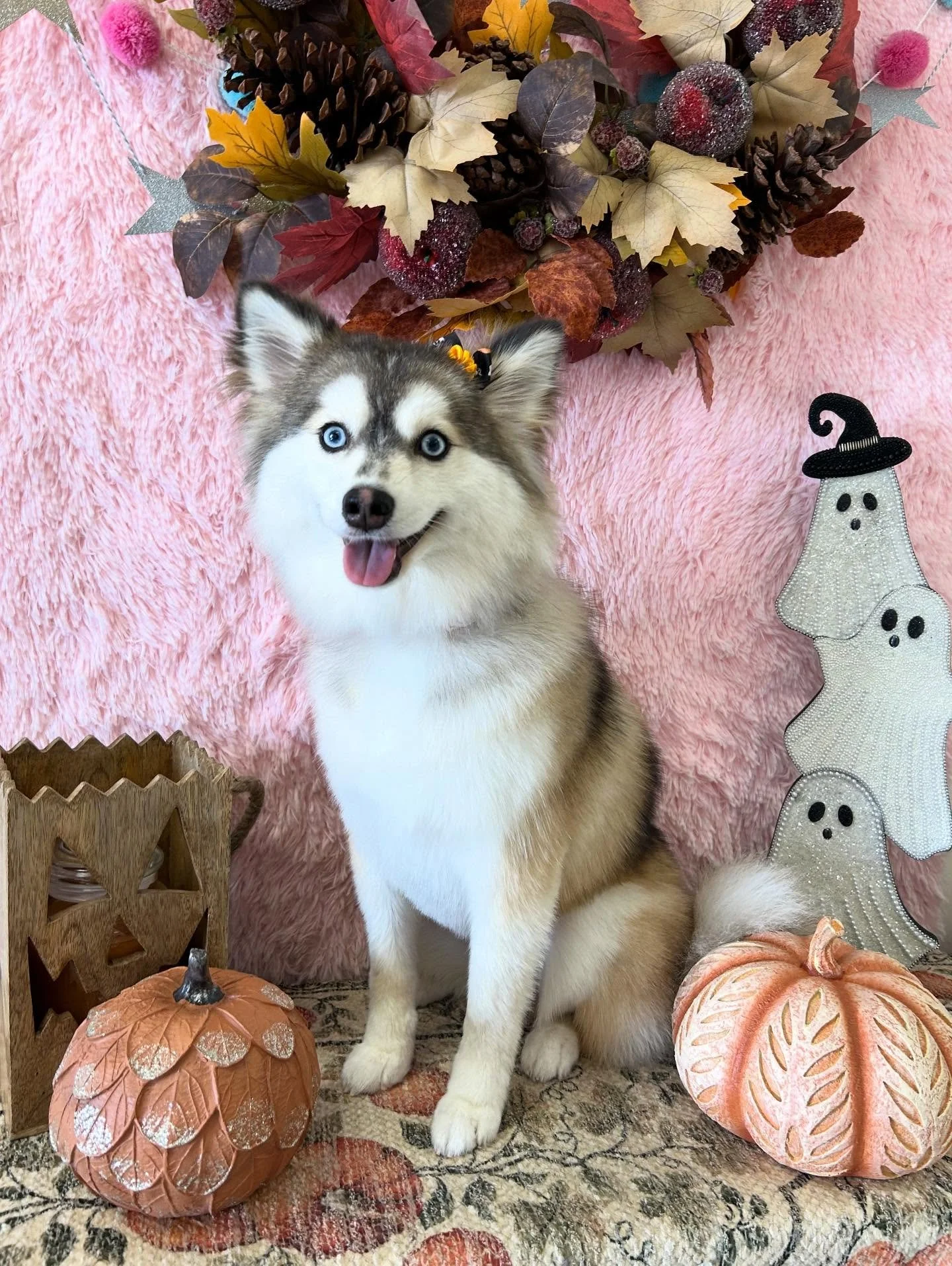Lattes got fluffed up grooming and beautiful blue eyes 👀❄️

#Pomski #Fluff #CuteDog #LAGroomer #TorranceGroomer