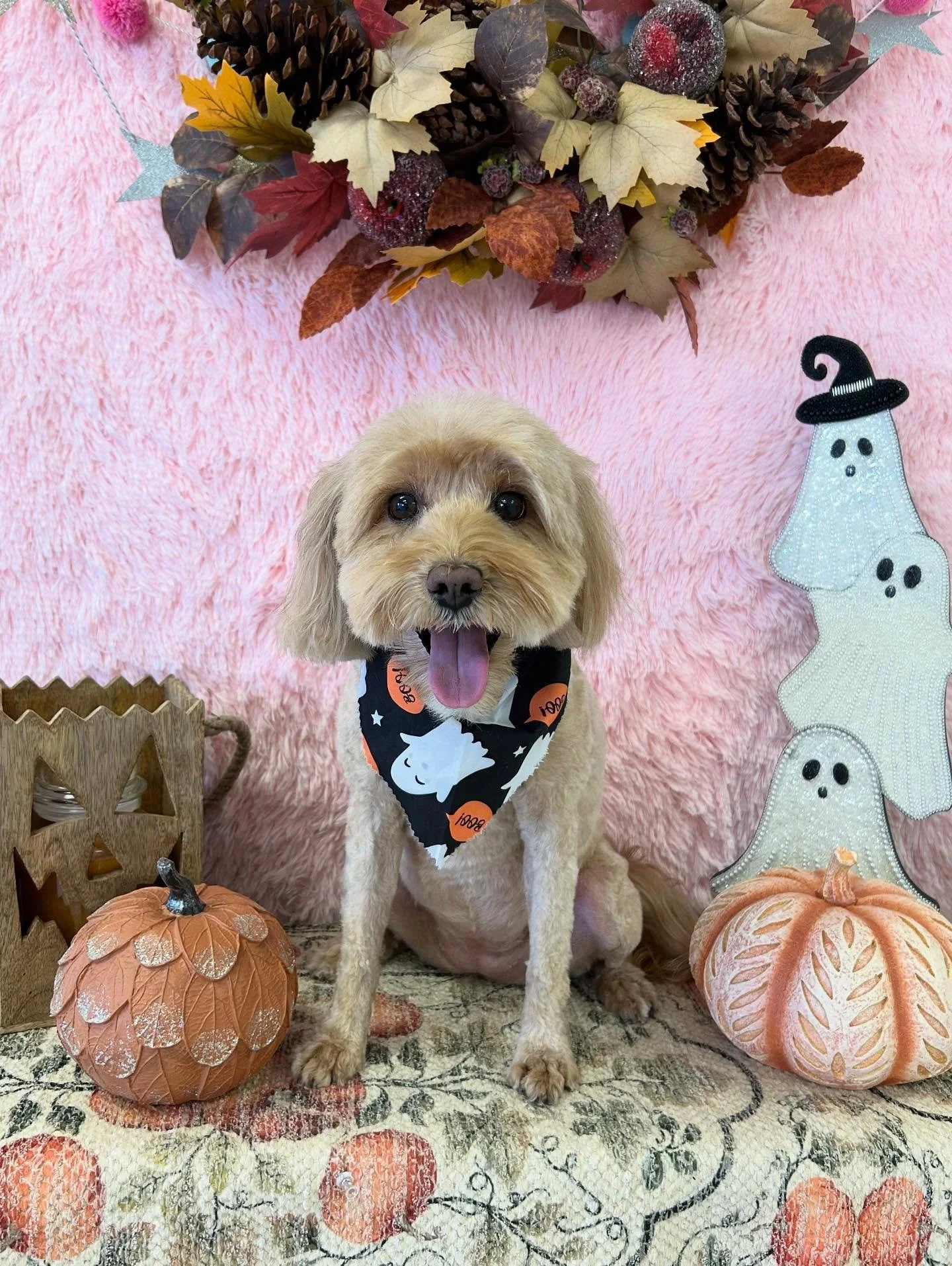💛🐾Look at this cutie! Golden heart, golden fur❤️ Juno&rsquo;s smile can brighten anyone&rsquo;s day ✨👻

#GoldenDoodle #Golden Dog #CuteDog #LAGroomer #TorranceGroomer