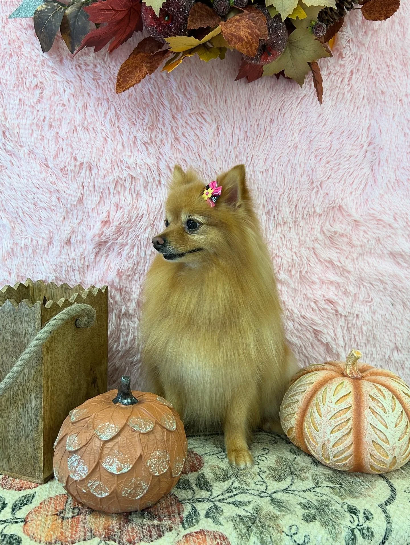 Fluff, glam and perfection 🎀✨Boba got it all! ❤️

#pomeranian #Fluff #FluffyDog #LuxuryDog #CuteDog #PrettyDog #LAGroomer #TorranceGroomer