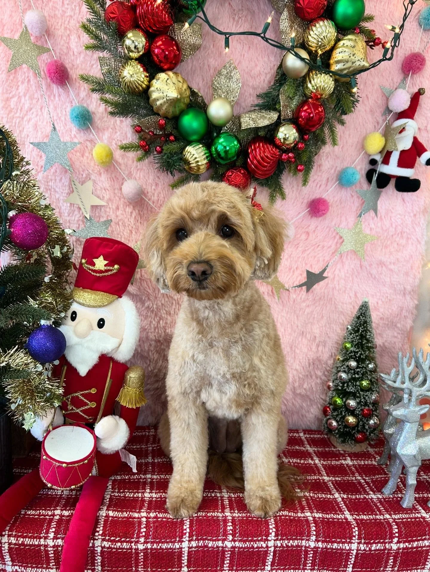 ✨💖Miso has fluffed up! Brown sugar vibe😍cuteness overload 🐾

#CuteDog #Fluffball #LAGroomer #TorranceGroomer #ChristmasDog