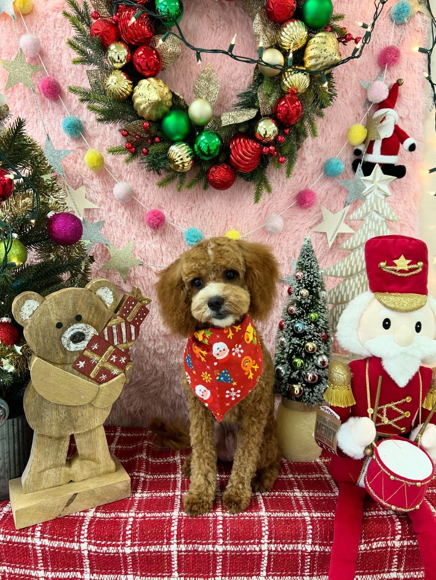 🎄🍪Biscuit the sweet fluff ball 💙

#Cavapoo #Fluff #LAGrooming #TorranceGrooming #ChristmasDog #CuteDog