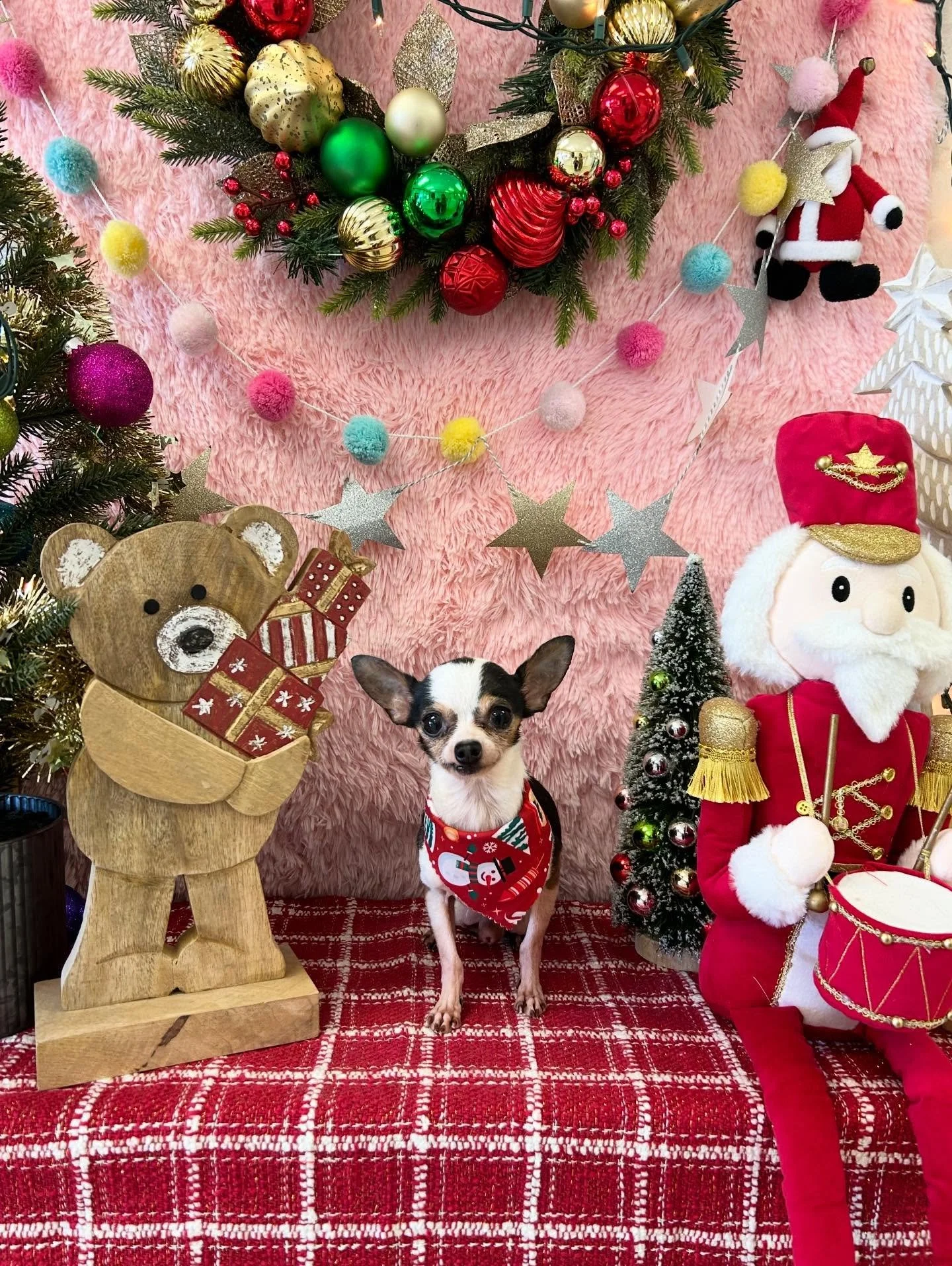 🐾Look at this Cutie Milo 💕Pocket size cuteness😖 too tiny, too perfect 👀🥰

#Chihuahua #PocketSizeDog #CutePup #TinyDog #TorranceGroomer #LAGroomer