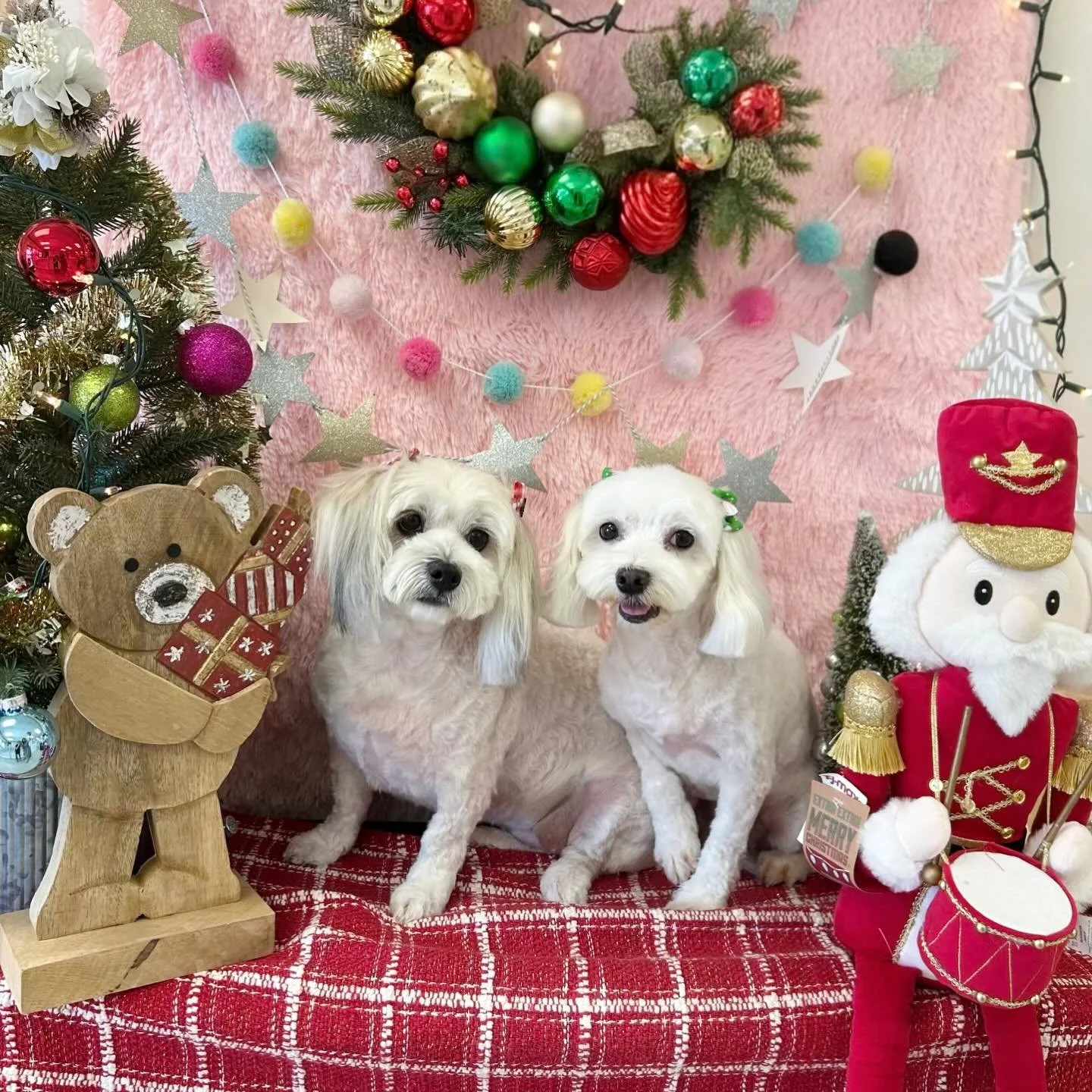 Double the fluff ❤️double the love. Coco and Oreo is so adorable 🥰 🎄

#Maltipoo #Cutedog #FluffyDog #Twins #TorranceGroomer #LAGroomer