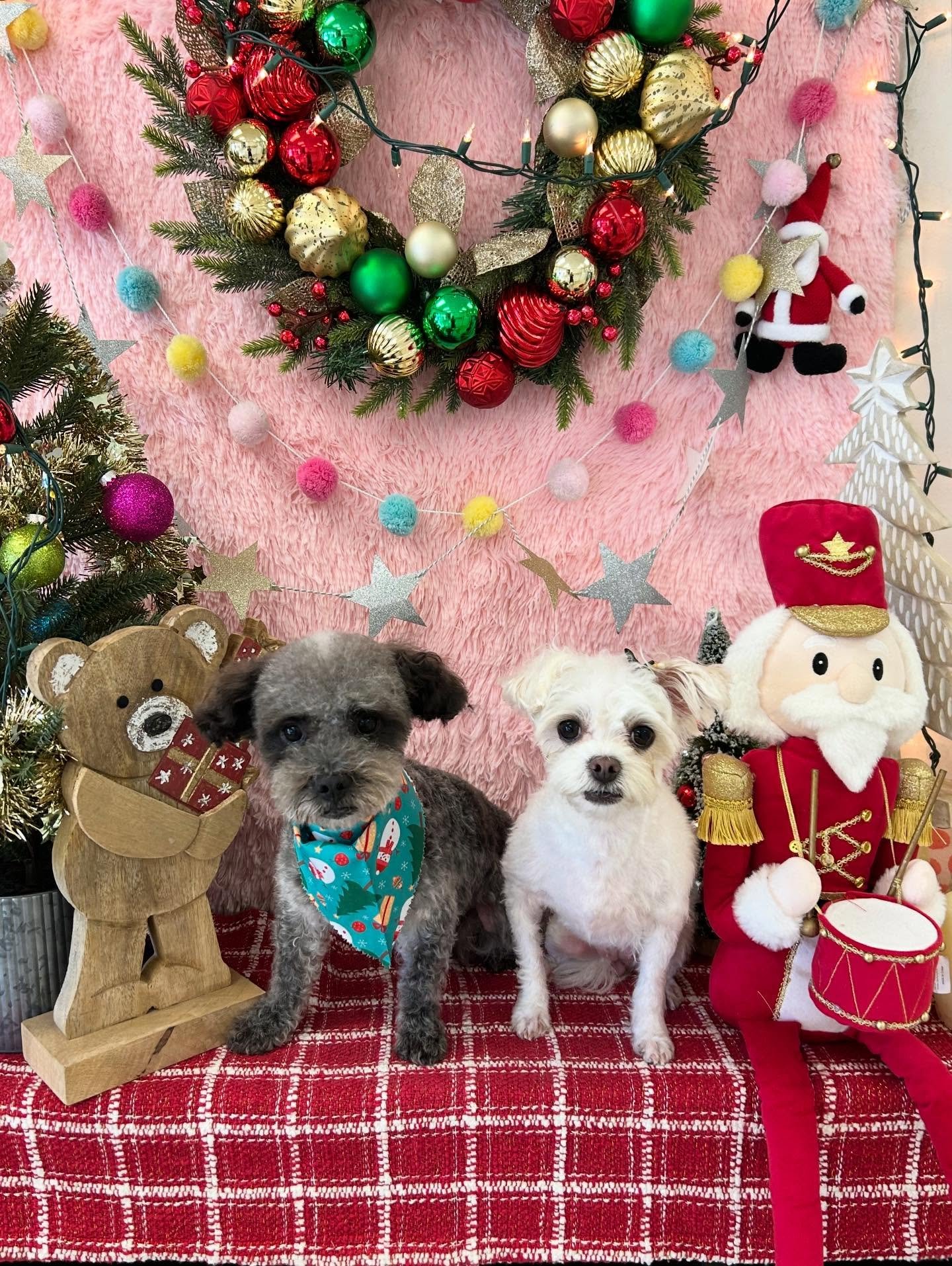 💛🐾Double the trouble, double the cuteness 🤣that&rsquo;s Milo and Ziggy ✨💕 #TroubleTwinsActivated

#PerfectTwins #CuteTwins #DoubleTrouble #CuteDog #FluffyDog #TorranceGroomer #LAGroomer
