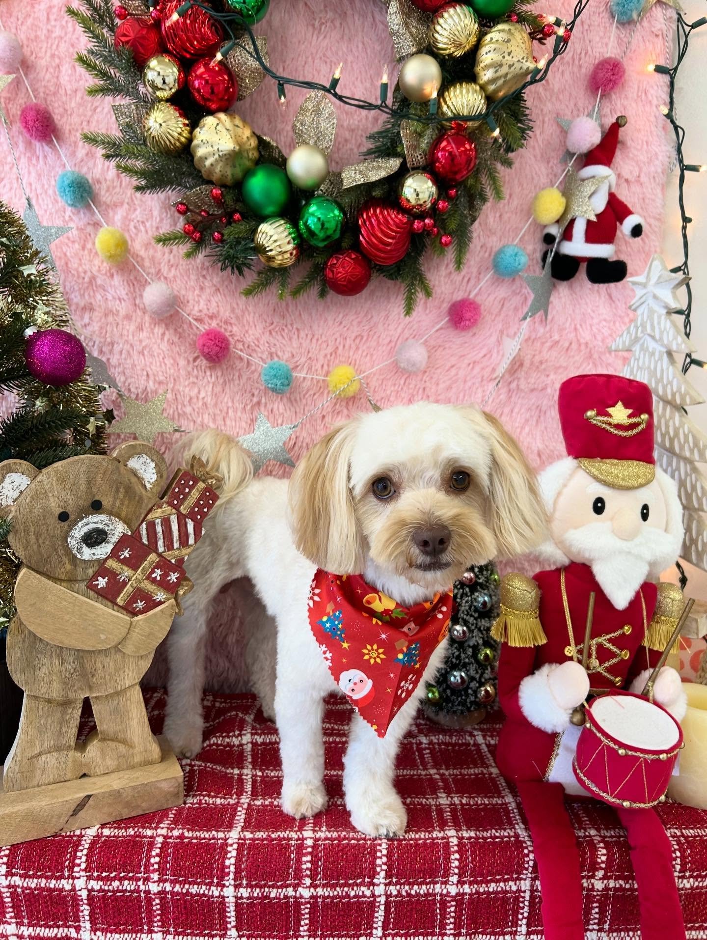 ❄️Cutest little dog reindeer in town 🎄Ace is ready for Christmas Magic 💕✨#MyFavoriteReindeer 

#Maltipoo #Cutedog #SweetDog #LAGroomer #TorranceGroomer