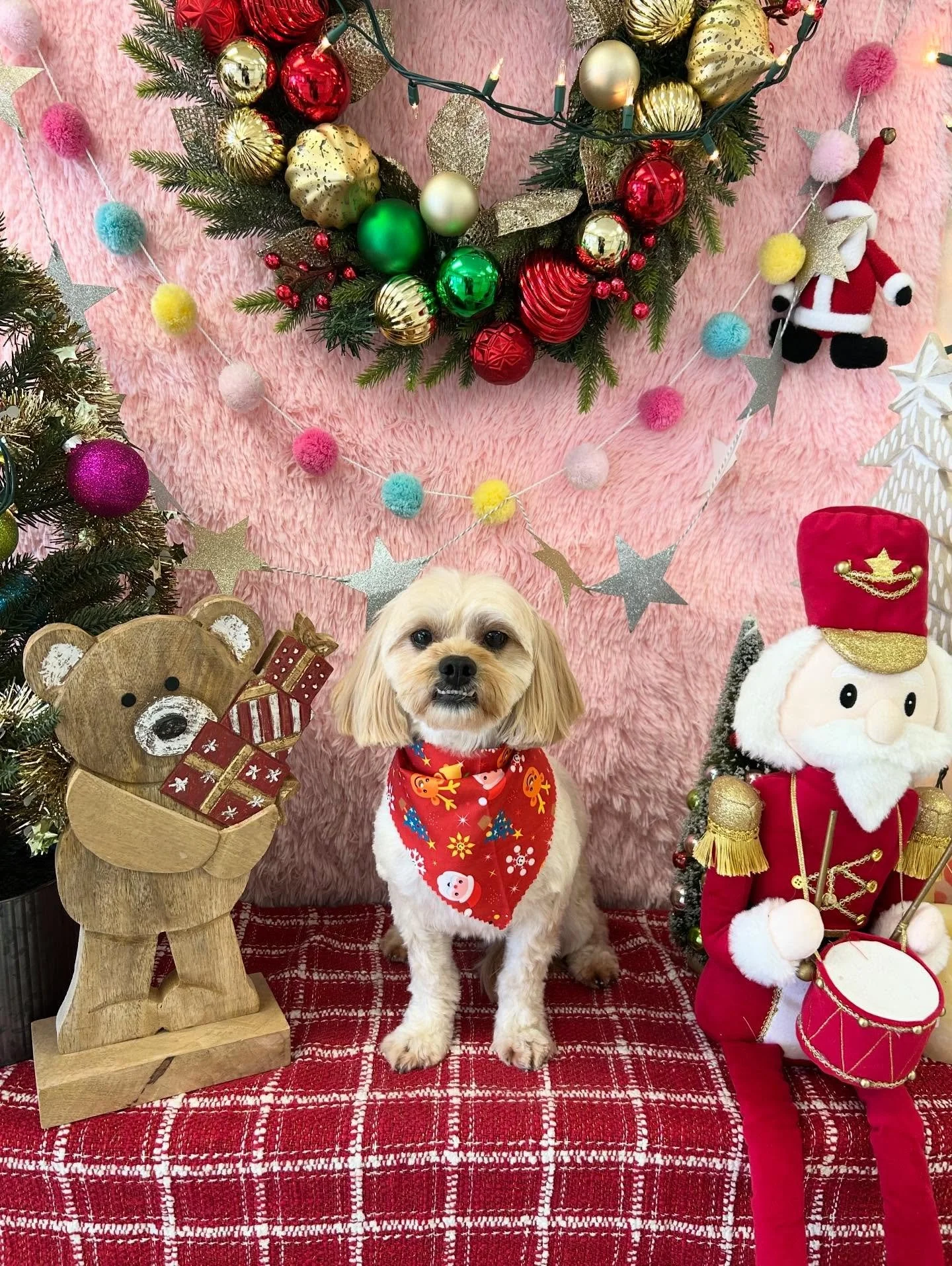 ✨🐾💕Robin is always so sweet and charming. Little Robin bringing big smiles today 🥰 He says Merry Christmas ❄️🎄 

#ShihTzu #ShihTzuPower #CuteDog #CutenessOverload #LAGroomer #TorranceGroomer