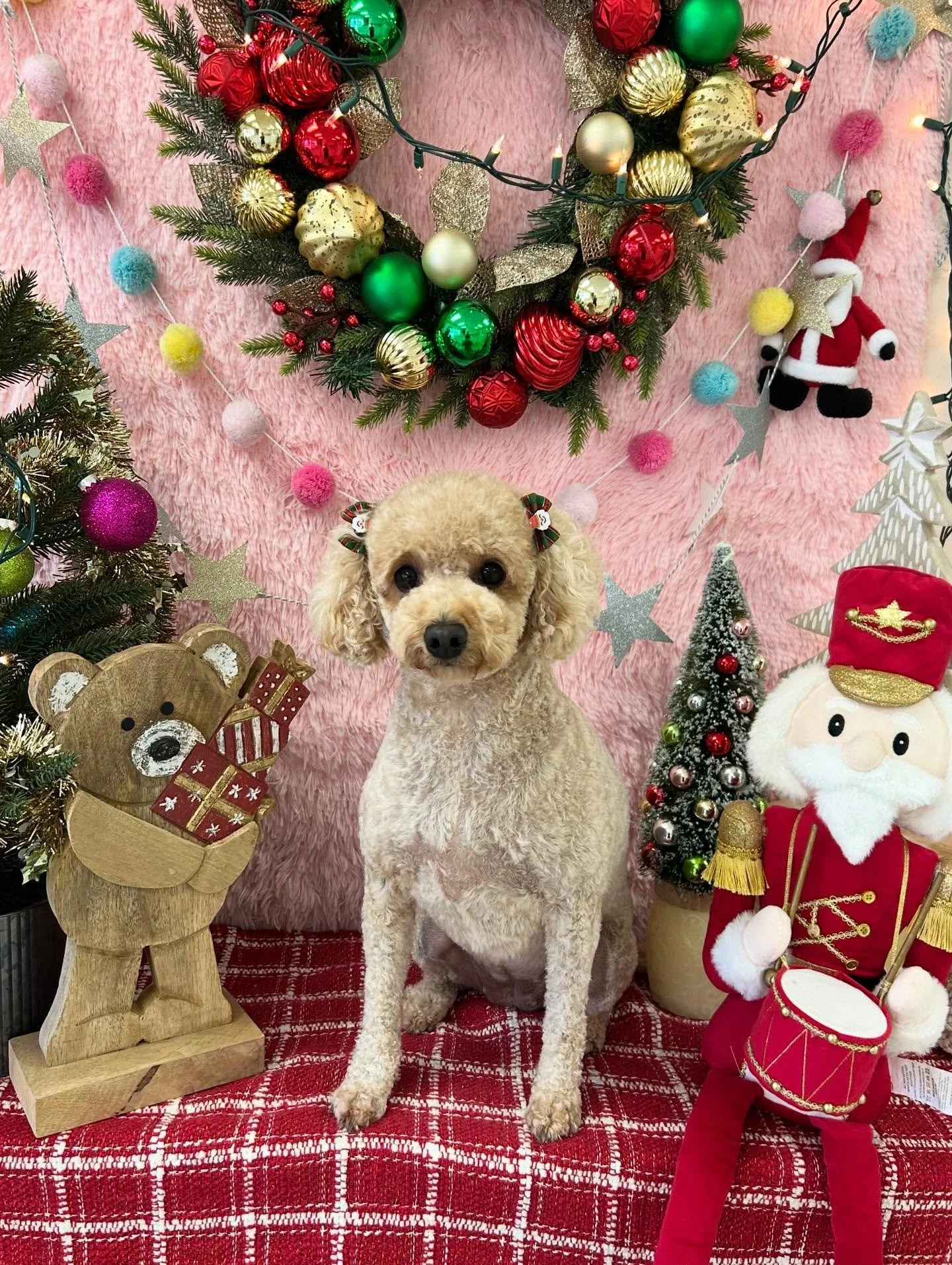 🎀Umi&rsquo;s glow up today is pure Golden Doodle Magic ✨🐾 She can brighten anyone&rsquo;s day 💕

#GoldenDoodle #PrettyDog #CuteDog #CutePup #TorranceGroomer #LAGroomer