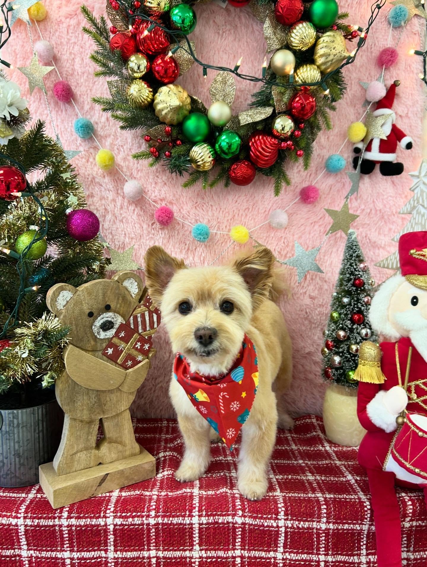 ✨🐾Teddy bear mode:Baxter 🧸✨Baxter the cuddle cutie 💕🐾

#Fluffball #TerrierMix #CuteDog #CutePup #TorranceGroomer #LAGroomer