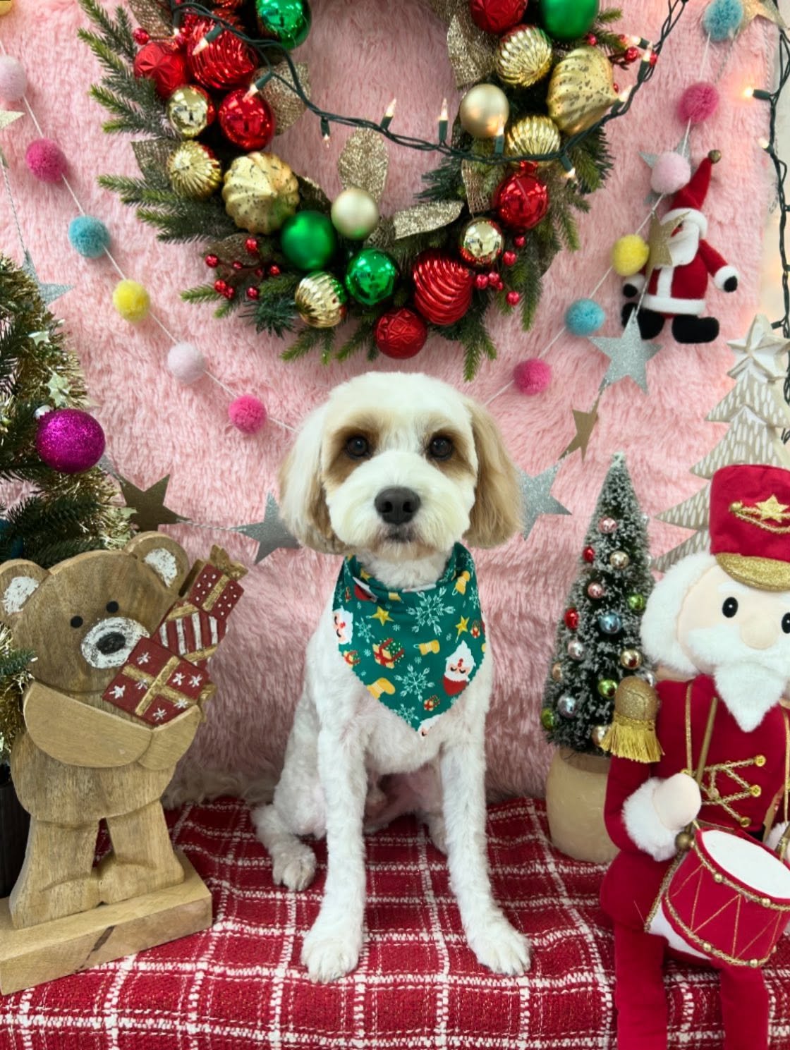 ❄️💕Reid&rsquo;s got the handsome good boy look grooming today 🐾🥰 Reid says Merry Pup-mas 🎄🐾

#HandsomeBoy #Goodboy #CuteDog #ChristmasDog #TorranceGroomer #LAGroomer
