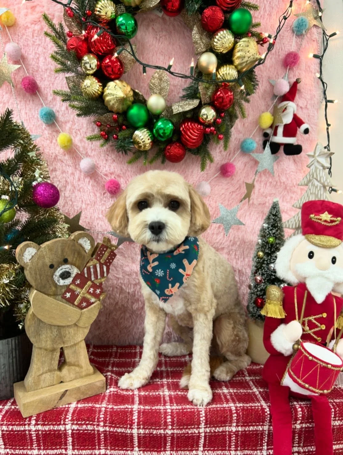 ❄️🐾Keston is handsome brown Cockapoo prince👑 Brown fluff, big personality his got it all 🐾💕

#Cockapoo #CutePup #Fluffball #TorranceGroomer #LAGroomer