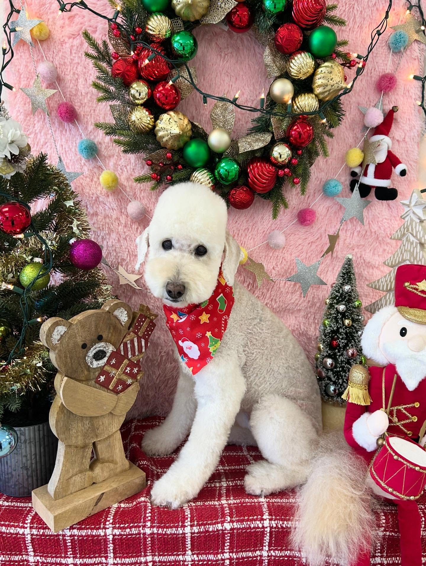 💕🐾Niko is all fluffed up after today&rsquo;s grooming ! ❄️Cutie says Happy Holidays🎄

#Fluff #Customcut #DogGrooming #CuteDog #TorranceGroomer #LAGroomer