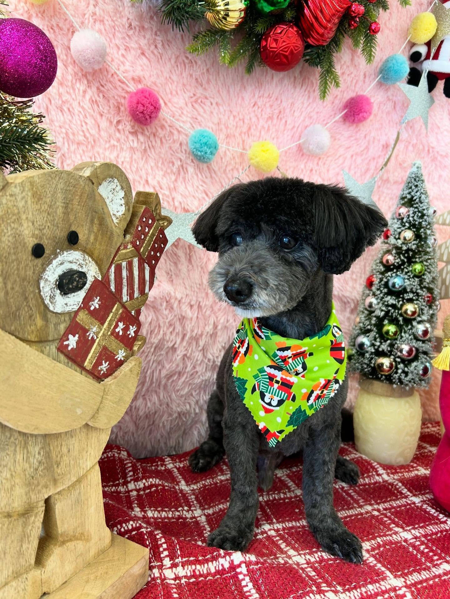 💙😎Mackie 🤗 Mac Intosh 🖥️ is showing off his cutie face with magically fluffy unique grey muzzle 💕🐾Too cute to handle💙

#Sweet #CuteDog #Fluff #TorranceGroomer #LAGroomer