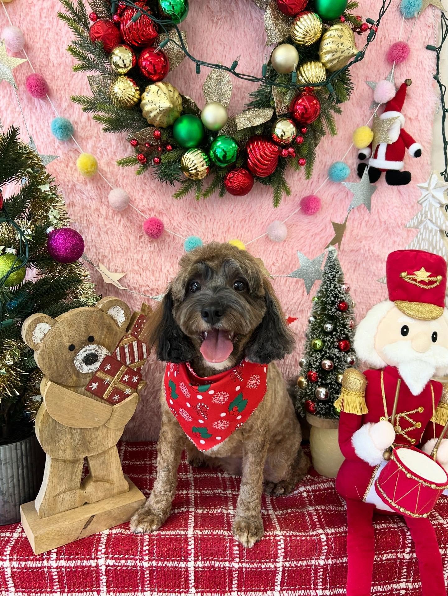 🎀💖This cutie Snickers is rocking the Christmas scarf once again after grooming session with us today! 🎄❄️Always so fun to have her here 🥰

#Cockapoo #CutieDog #DogLove #modelpose #TorranceGroomer #LAGroomer