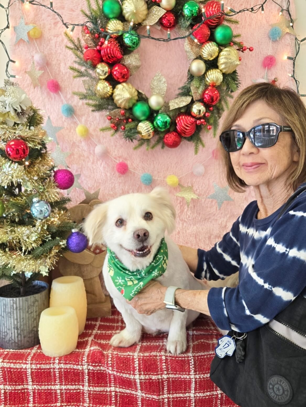 ❄️Poe is fresh, fluffy and ready for Christmas snuggles🎄❤️🐾 #Withhisfavoritehuman💕

#AngelDog #Fluffy #Pup-mas #TorranceGroomer #LAGroomer