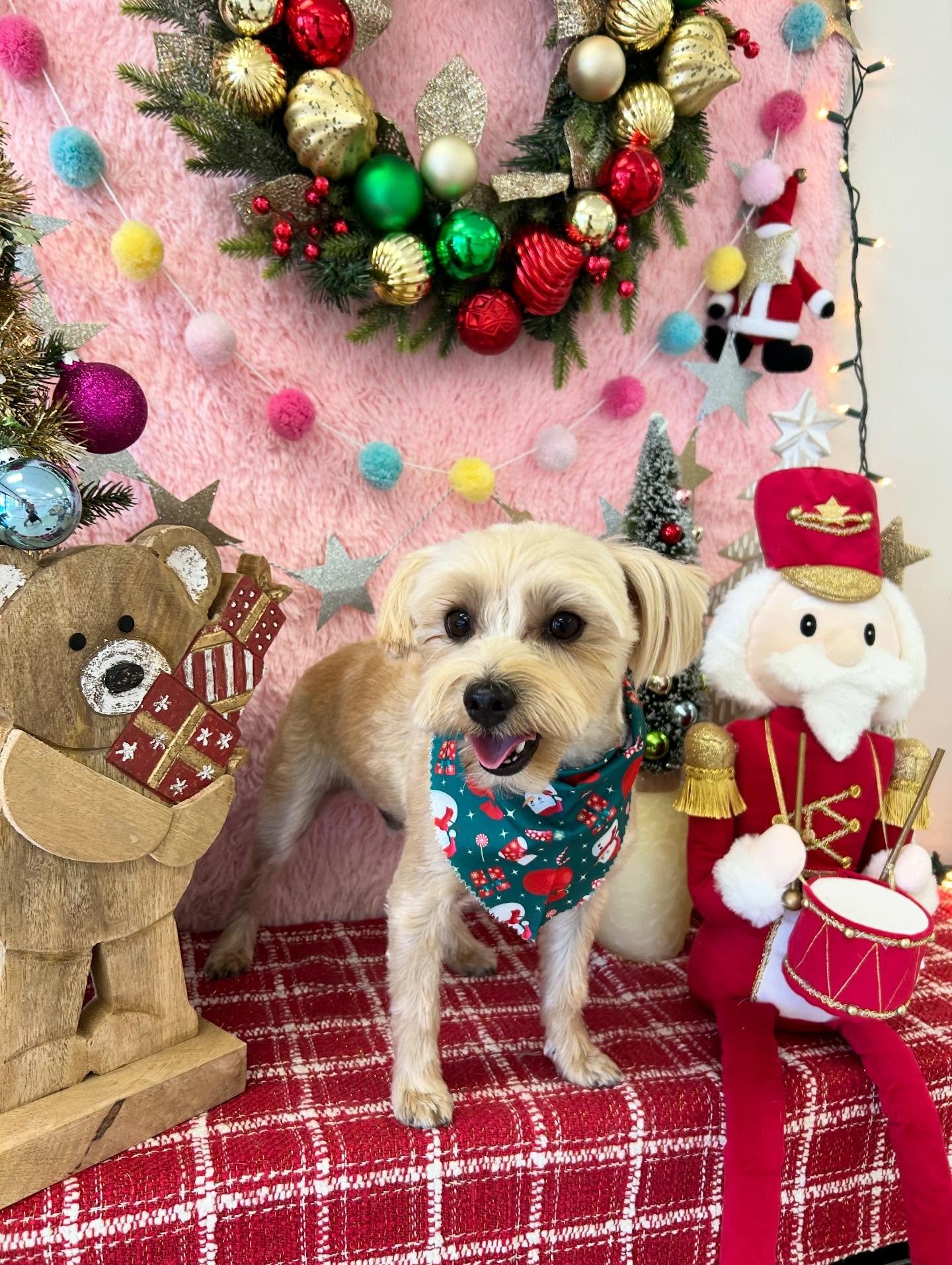❄️💕Kailo the handsome Rudolf Pup is here! His energy and smile melts our heart 🐾💖

#CutePup #HandsomePup #CoolDog #CuteDog #TorranceGroomer #LAGroomer