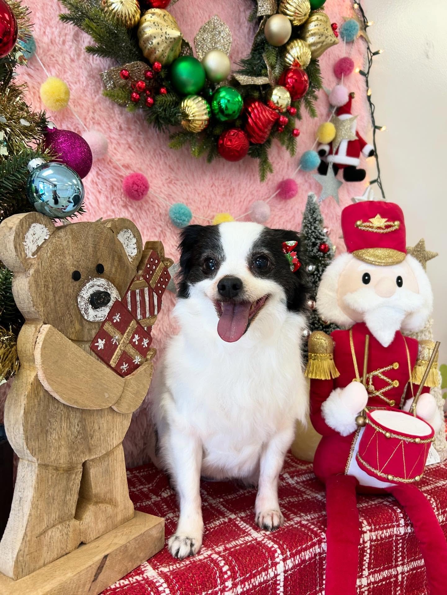 🎀✨Kai is so cute but glows even more after grooming🐾💕 Her smile always melts our heart 💜 

#Papillon Mix #Socute #CutePup #CuteDog #TorranceGroomer #LAgroomer