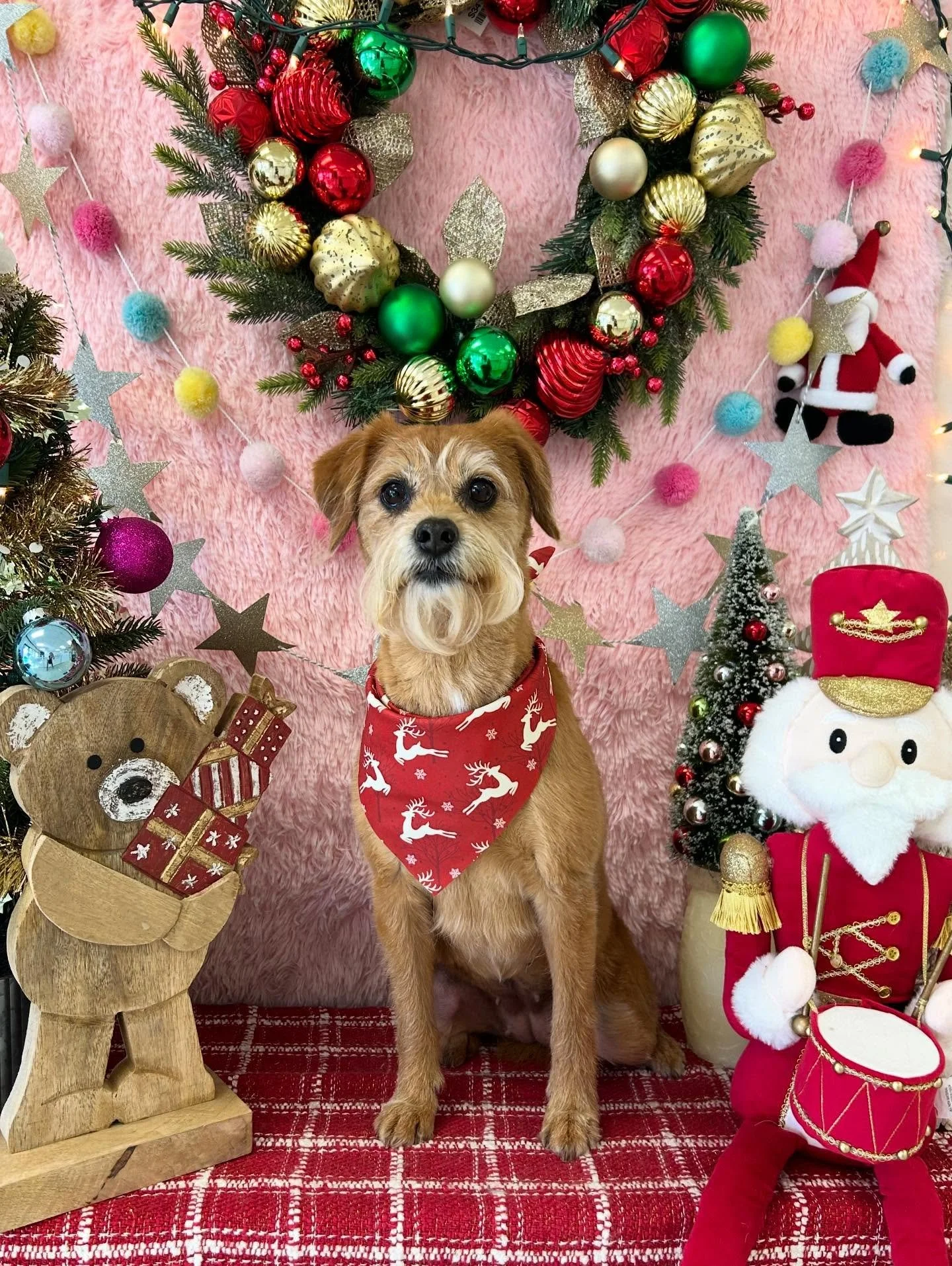 ❄️✨That pretty sweet terrier face with gentle eyes 👀 Paddington is perfection 🐾💕 #Adorable 

#Beautiful #Dog #CuteDog #CutePup #ElegantDog #TorranceGroomer #lagroomer