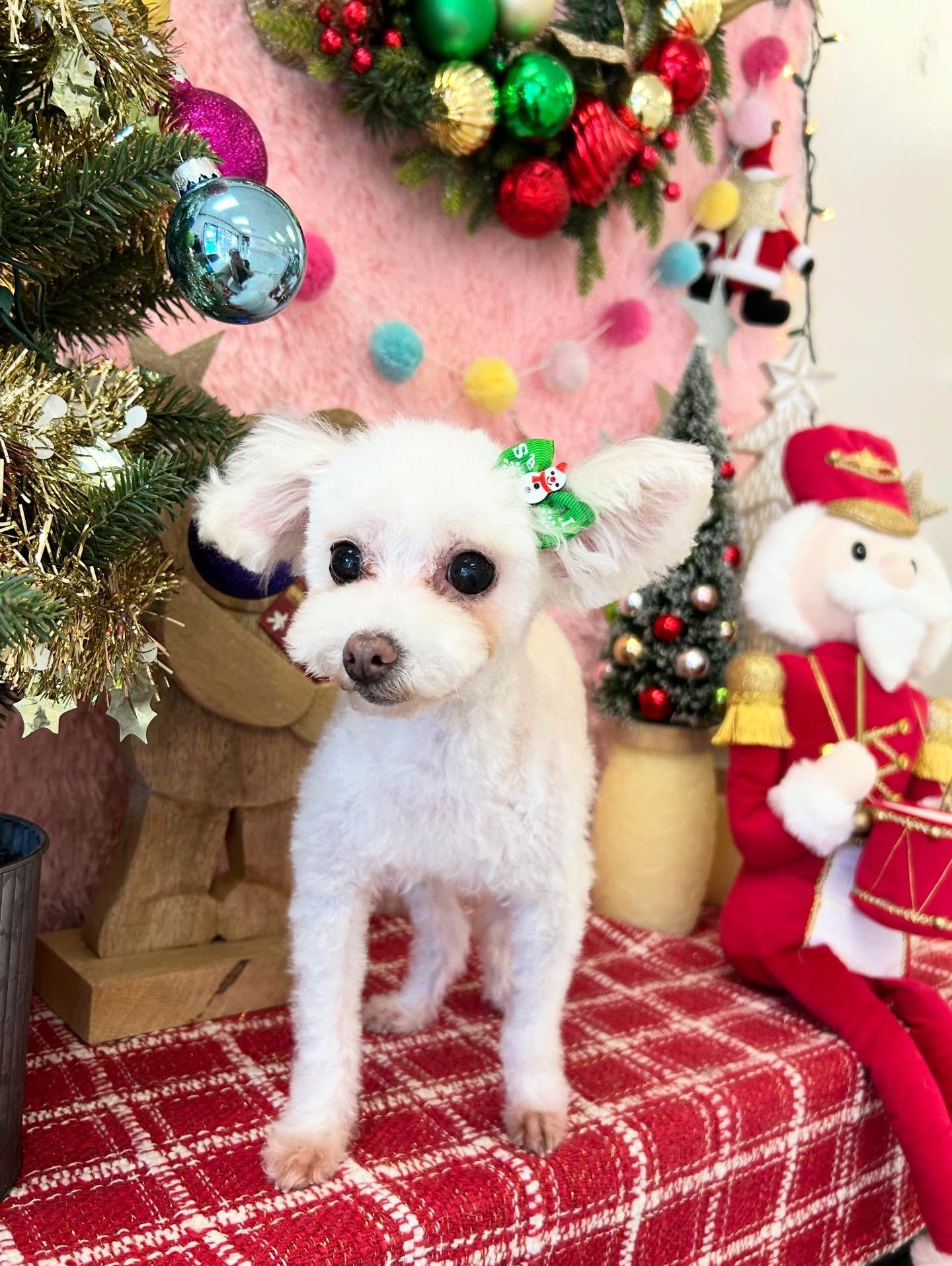 🎀Pocket sized Maltipoo Cameo is tiny but stealing all the attention ✨🐾 Cameo knows she&rsquo;s cute and we all agree 🥰

#Maltipoo #Fluffy #Fluffball #CuteDog #CutePup #TorranceGroomer #LAGroomer