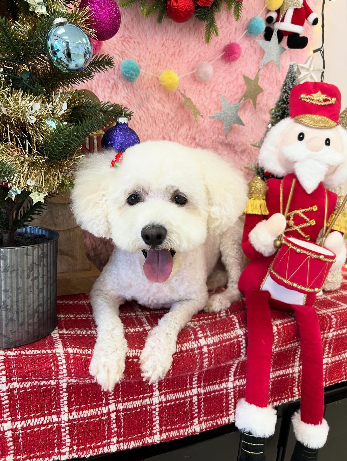 ❄️✨Gracie is so fluffy and cute after her grooming session 🥳 If your happy, we are happy too 💕

#Maltipoo #CuteDog #Fluffy #Lovely #Pup #TorranceGroomer #LAGroomer
