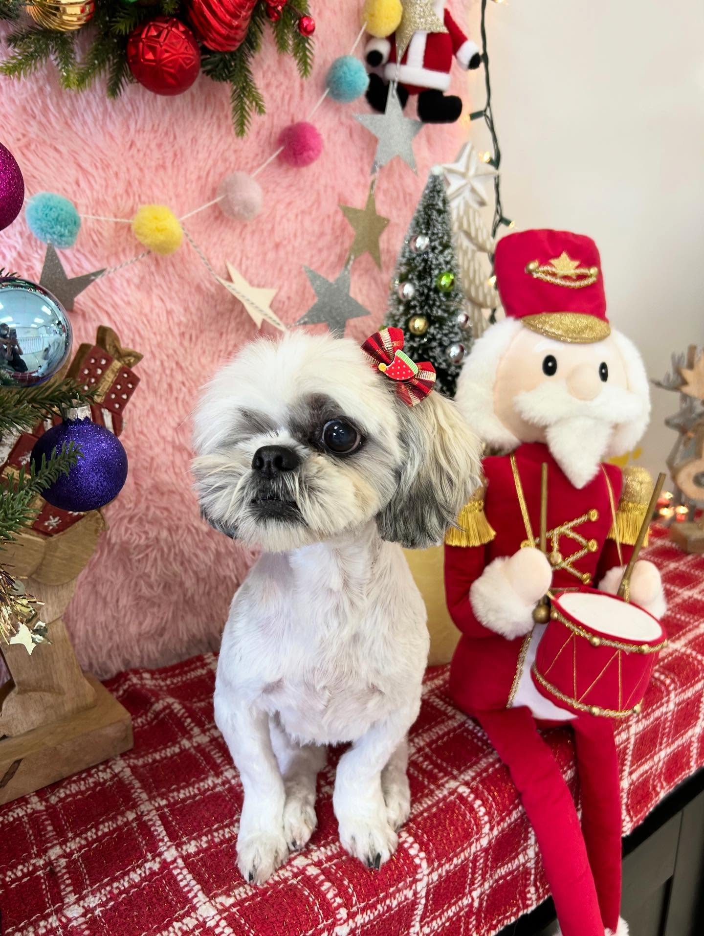🎄✨Christmas magic looks extra sweet with Freda and Santa 🎁🐾Holiday cuteness overloaded 🤗💖

#ShihTzu #PerfectPose #CuteDog #LovelyDog #HolidayDog #PrettyDog #TorranceGroomer #LAGroomer