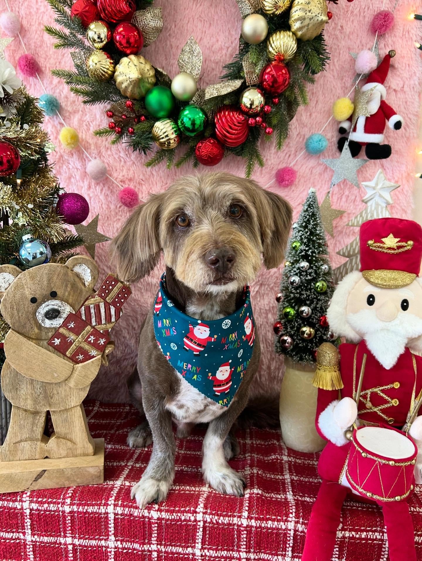 😎🐾Turbo is cute and in action ! ⚡️🐾

#TerrierMix #CuteDog #Unique Dog #DogLover #TorranceGroomer #LAGroomer